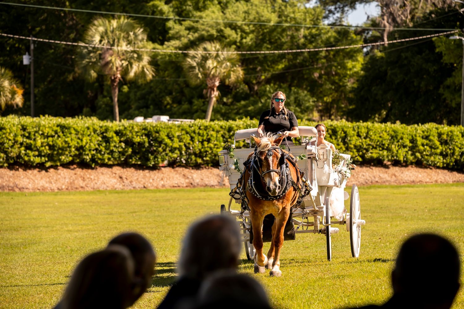 Horse-drawn carriage on a grassy lawn with palm trees and greenery in the background while spectators watch.
