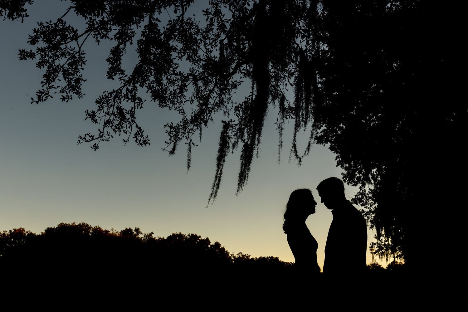Scenic silhouette photos aligned in sequence showing tree branches and dramatic sky during sunset or sunrise.