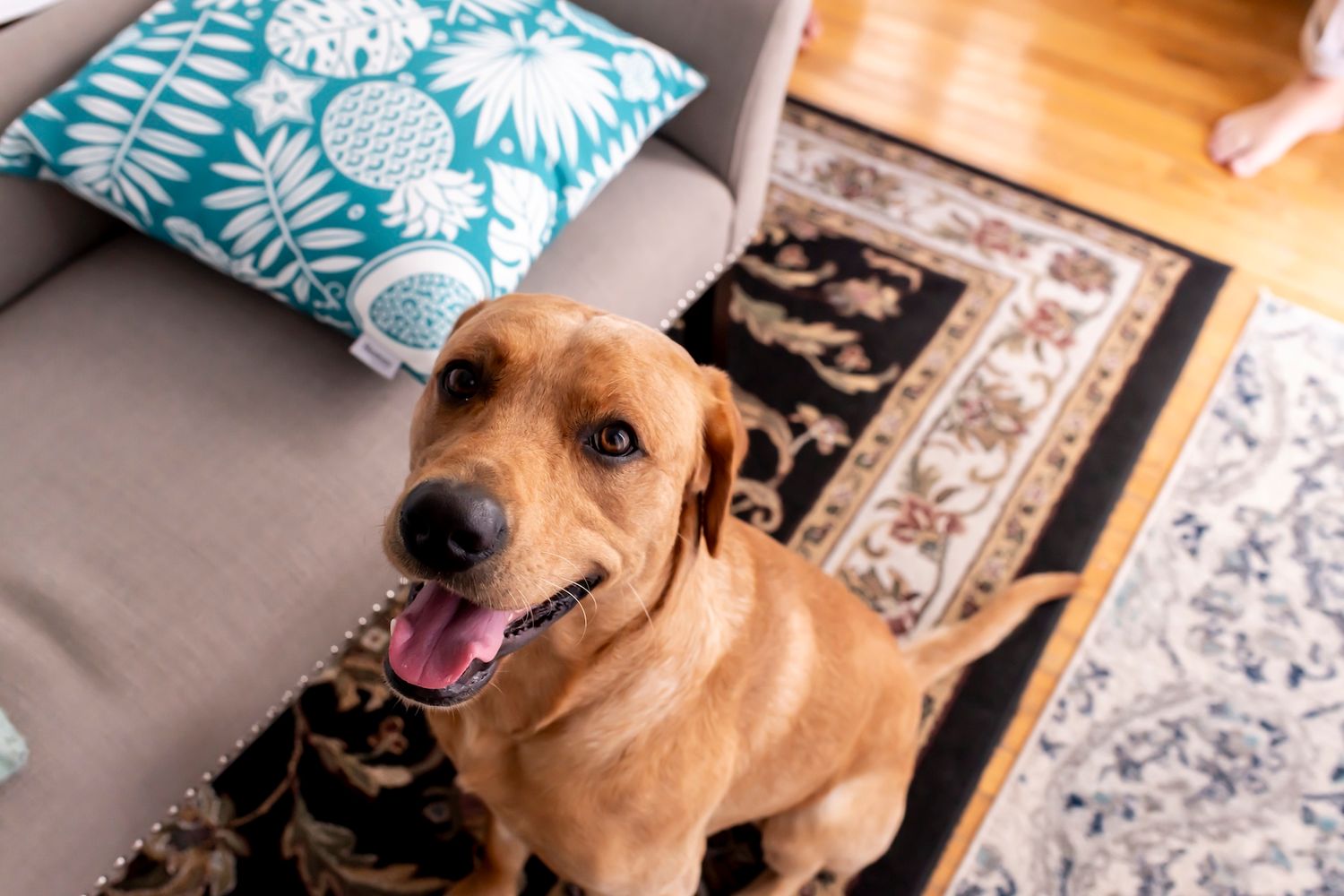 A brown dog sits alertly against a blue and white patterned fabric background in natural lighting.