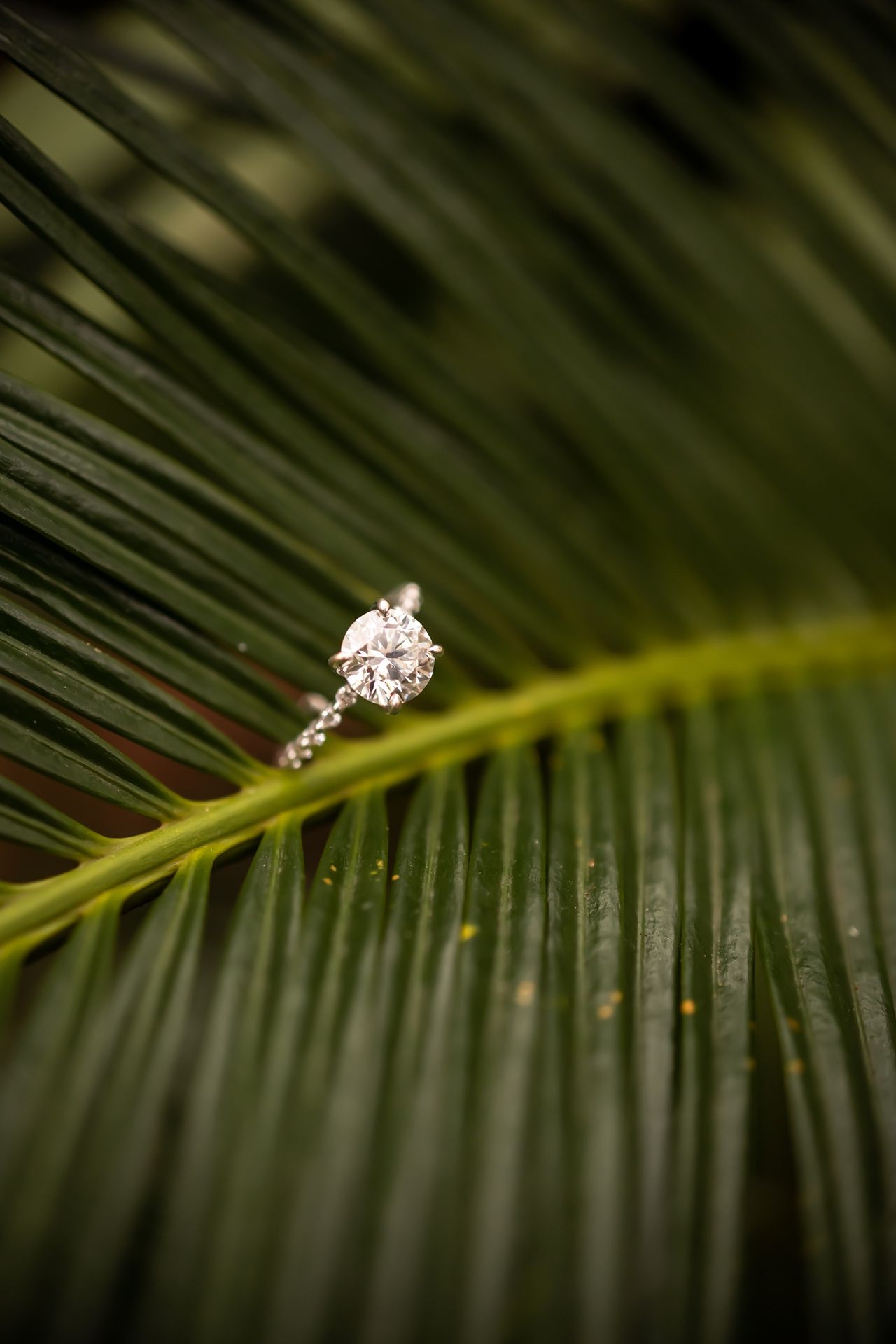 Elegant diamond engagement ring resting atop a green palm frond in soft natural lighting.