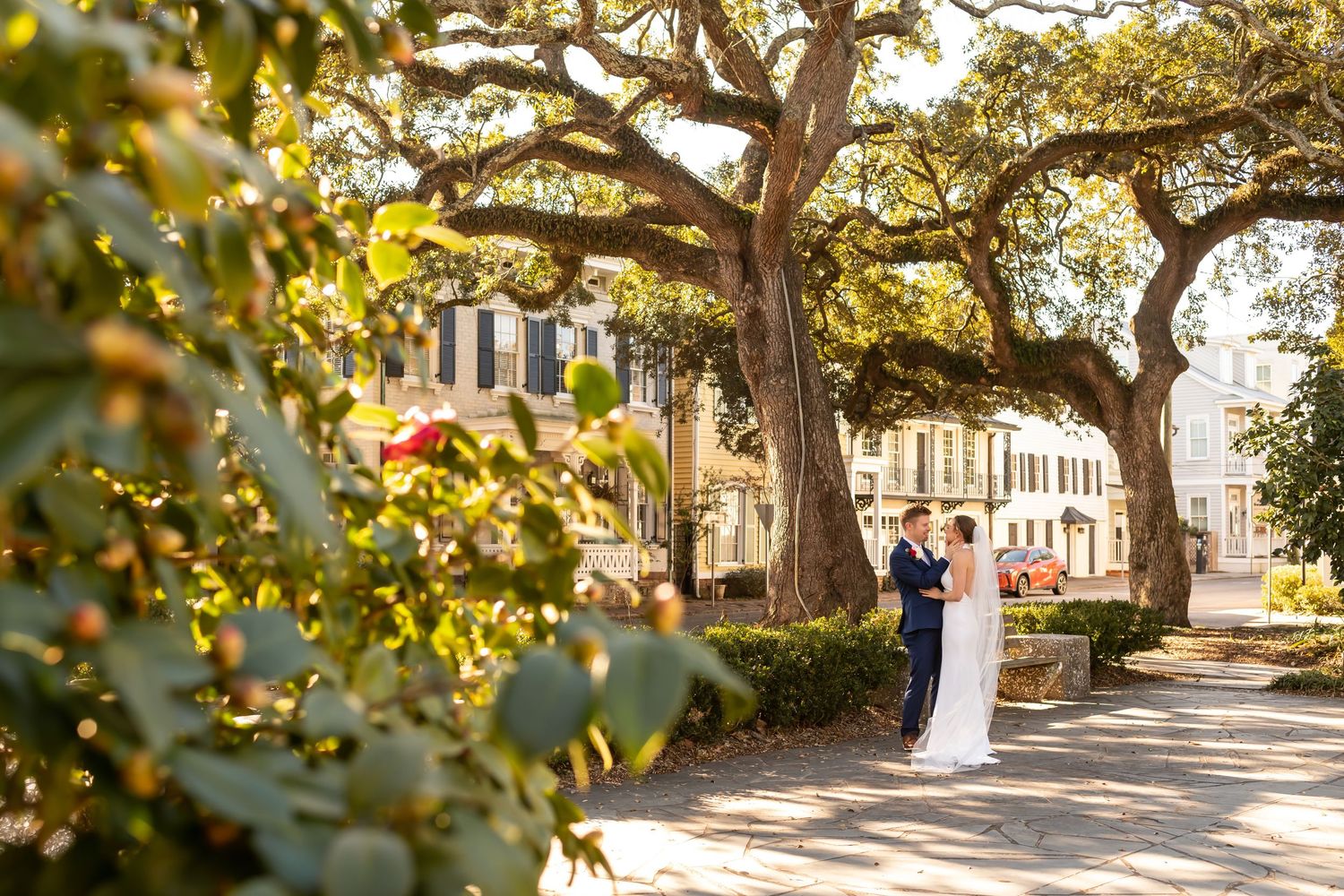 Scenic pathway lined with ancient oak trees and hanging Spanish moss on a sunny day creating a natural canopy.