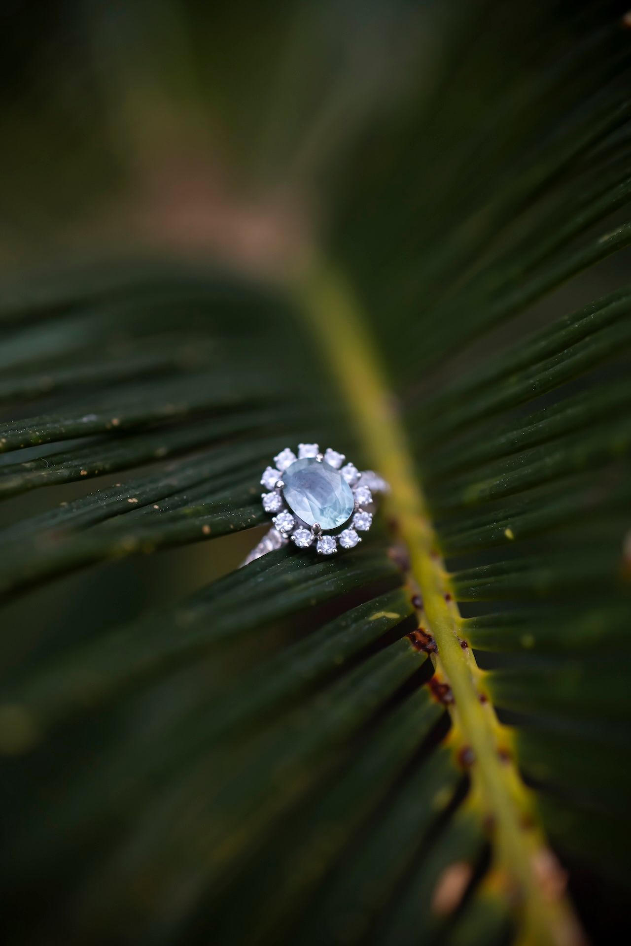 Diamond engagement ring nestled among dark green pine needles in an artistic macro shot.