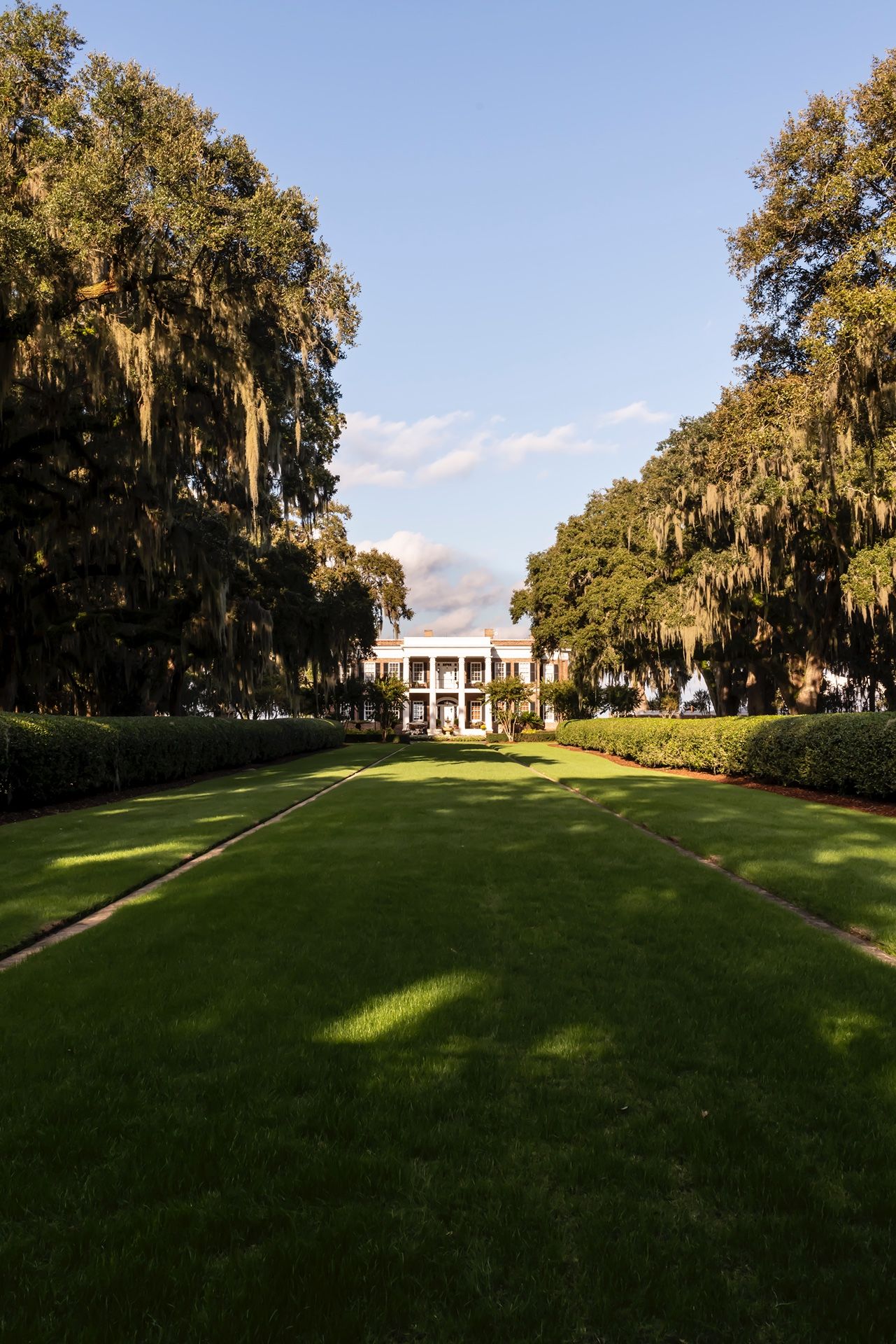 A grand white antebellum mansion sits at the end of a sprawling lawn lined with oak trees.
