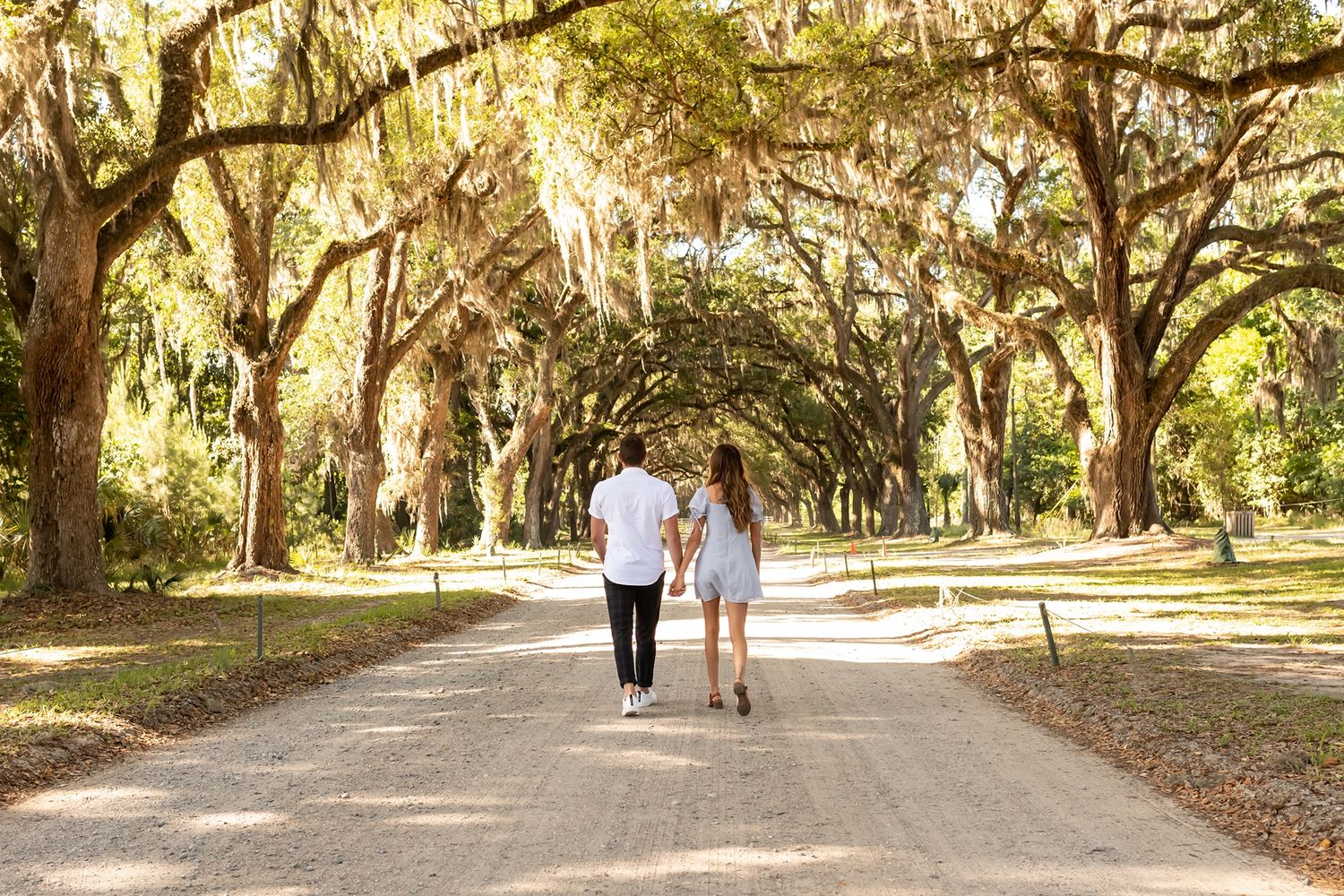 Spanish moss drapes over a rustic dirt path winding through a lush oak tree canopy at dusk.
