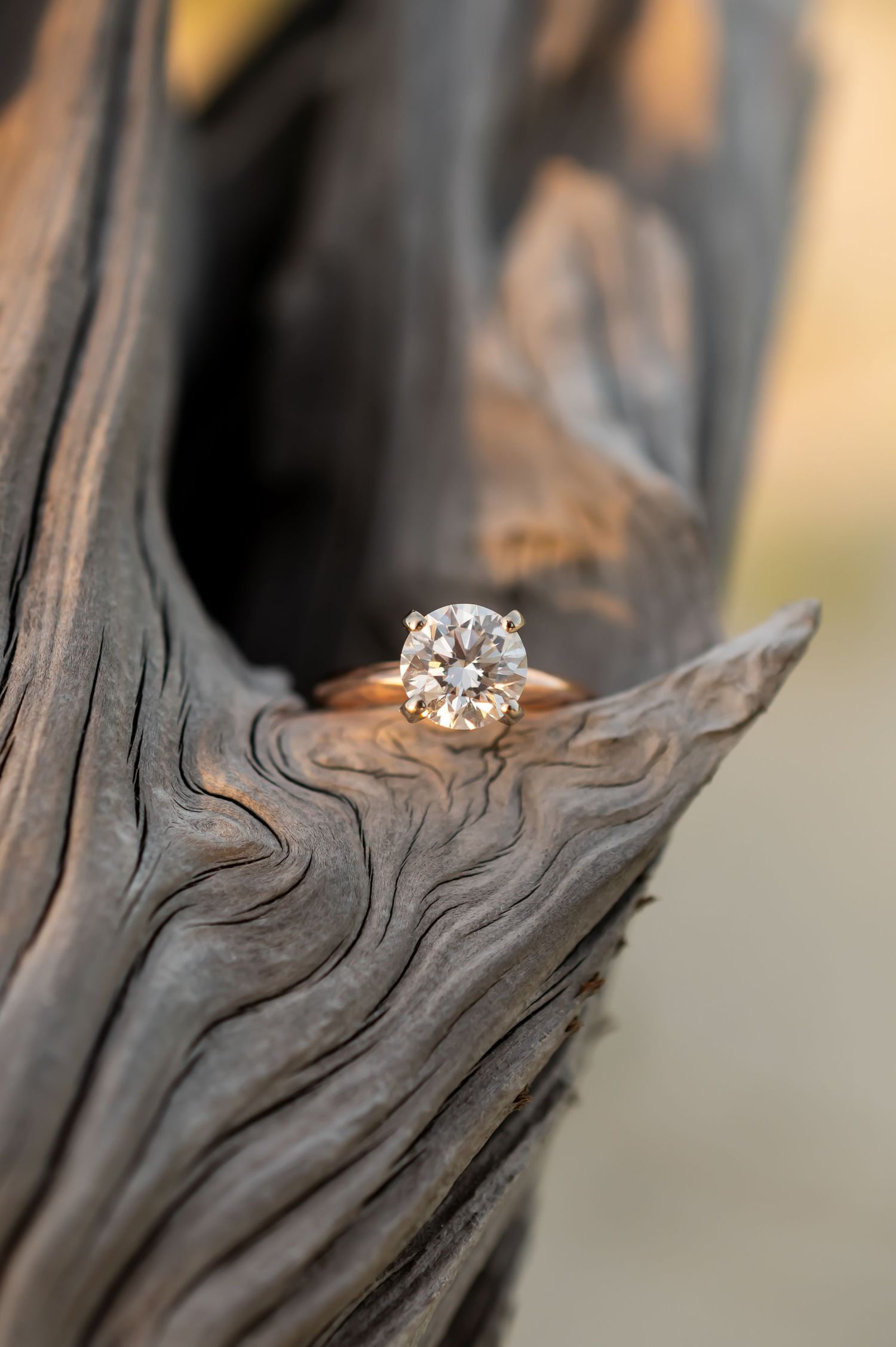 A diamond engagement ring resting on dark weathered driftwood with beautiful grain patterns.