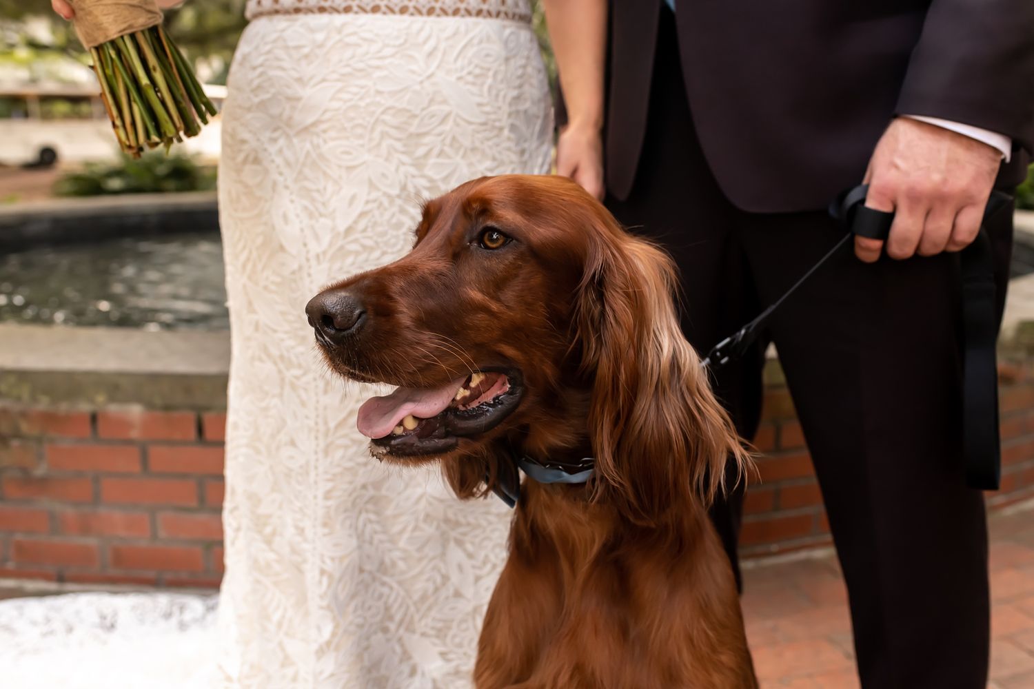 Irish Setter dog showing its profile view with reddish-brown coat against a light background.