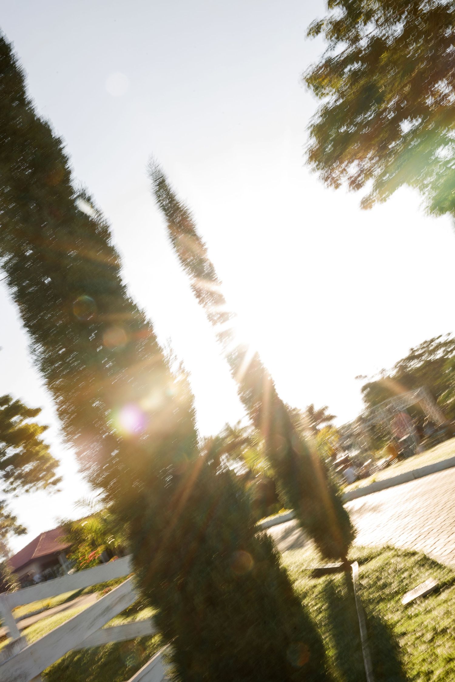 Sunlit trees create dramatic lens flares in an outdoor setting during golden hour.