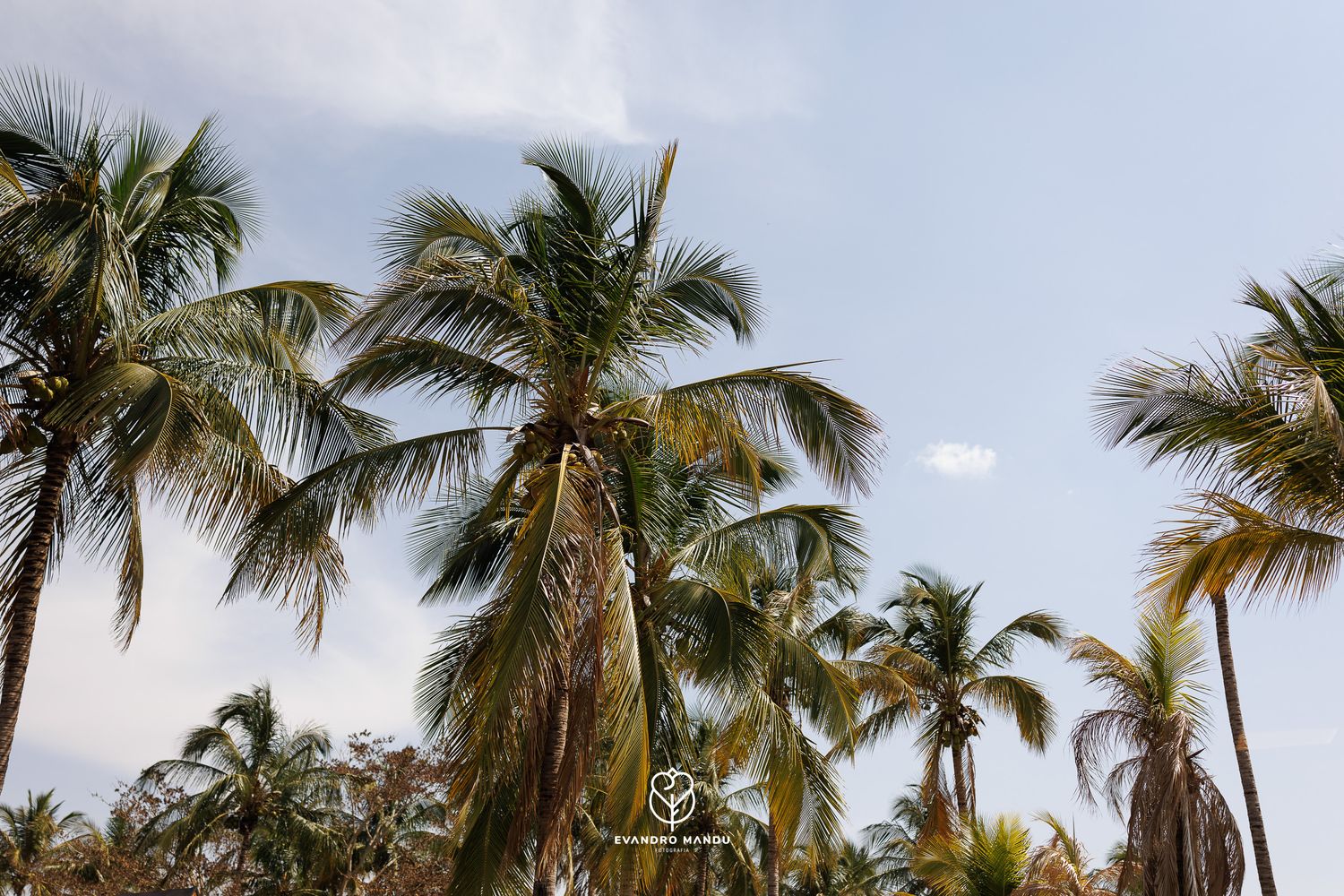 Row of tropical palm trees swaying against a bright cloudy sky.