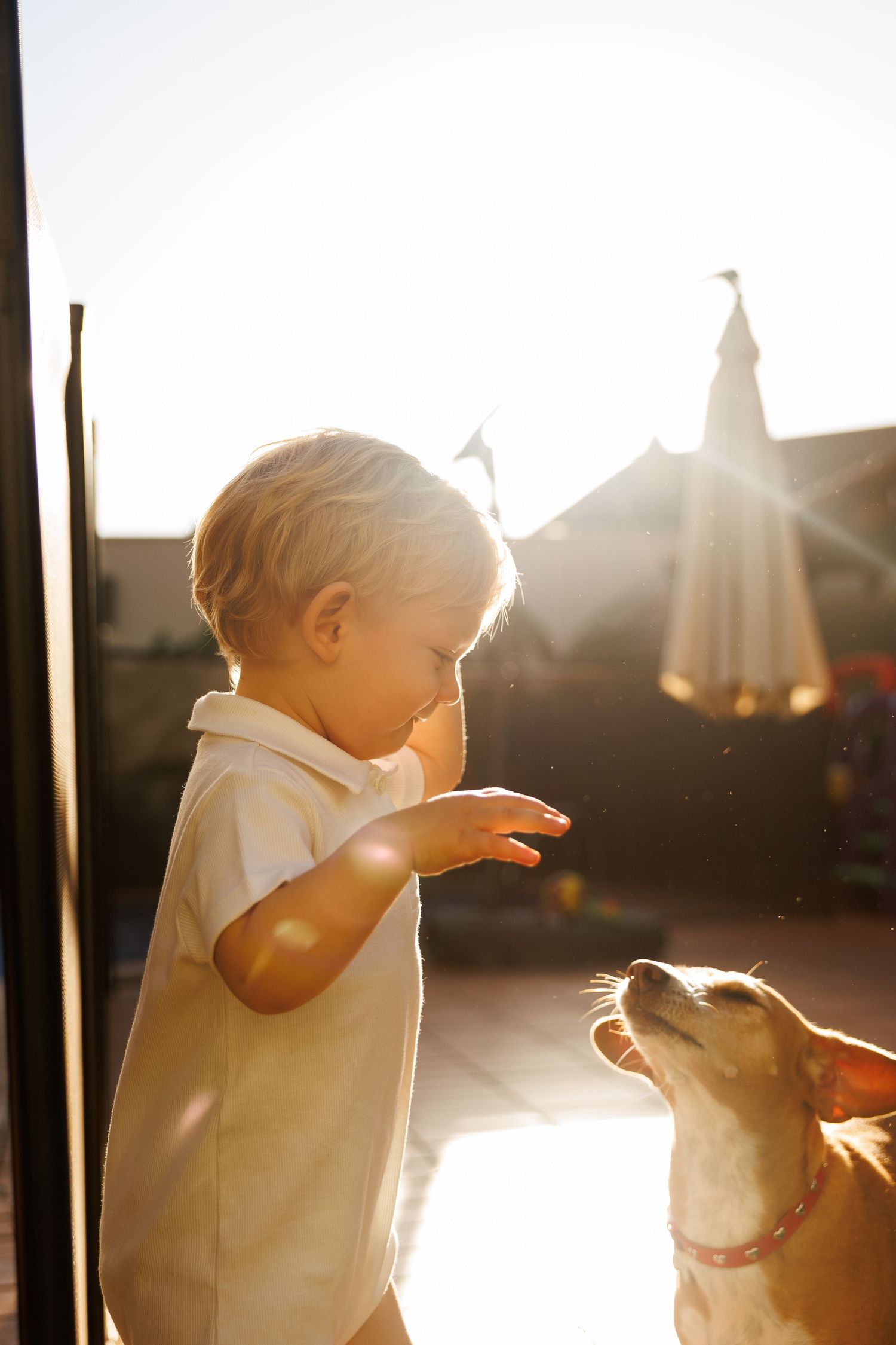 A young child in white plays with a dog in golden sunlight creating a backlit silhouette effect.