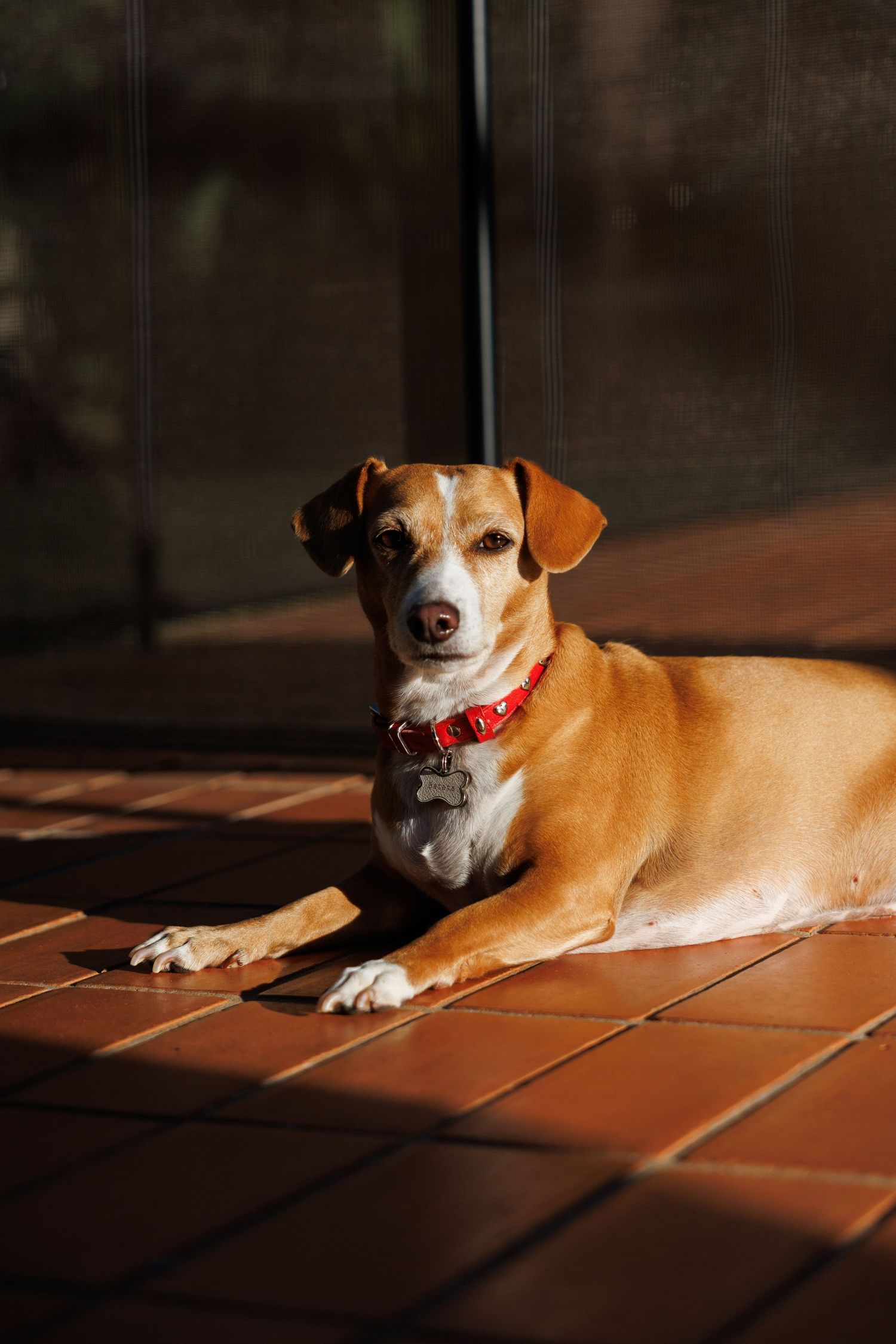 Brown and white dog relaxing in sunlight on terracotta tiles.