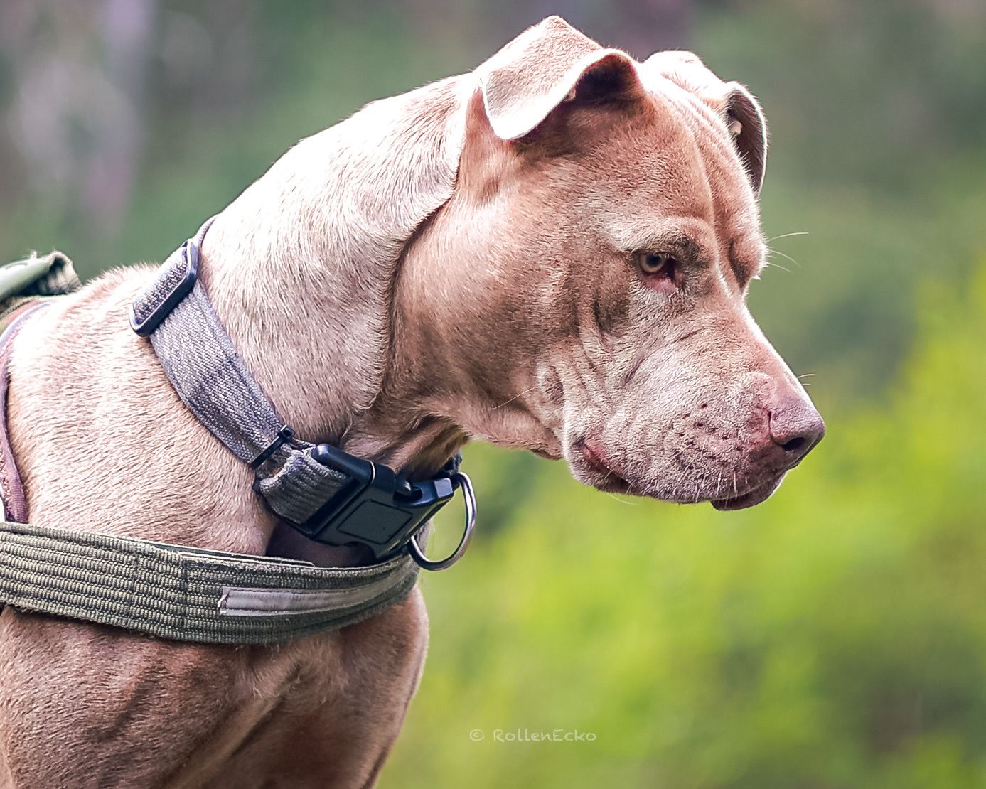 Natural light pet portrait of a tan bully-breed dog in profile, wearing a collar and harness against a soft green background.