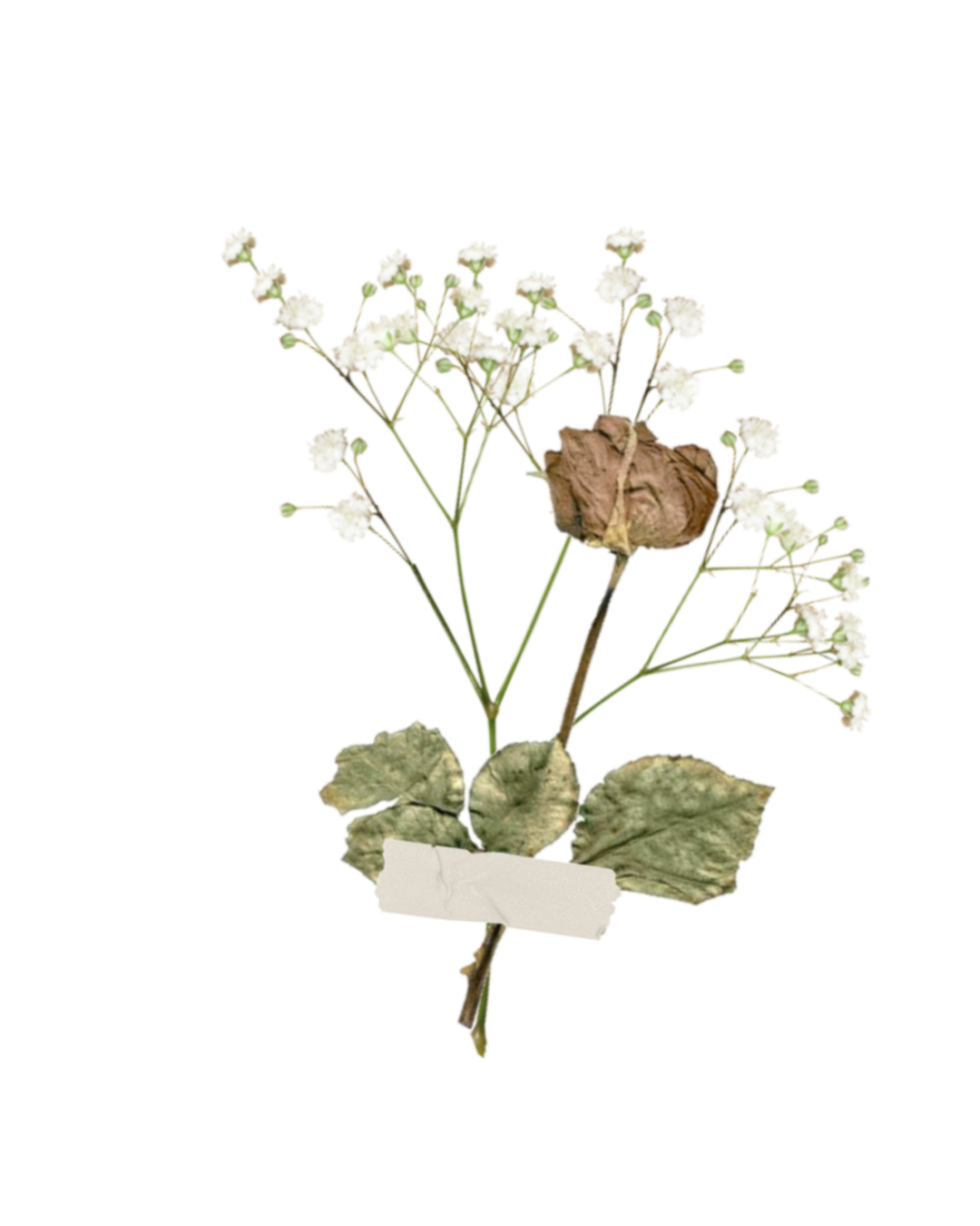 Dried pressed flowers and leaves arranged in a delicate botanical collection on white background.