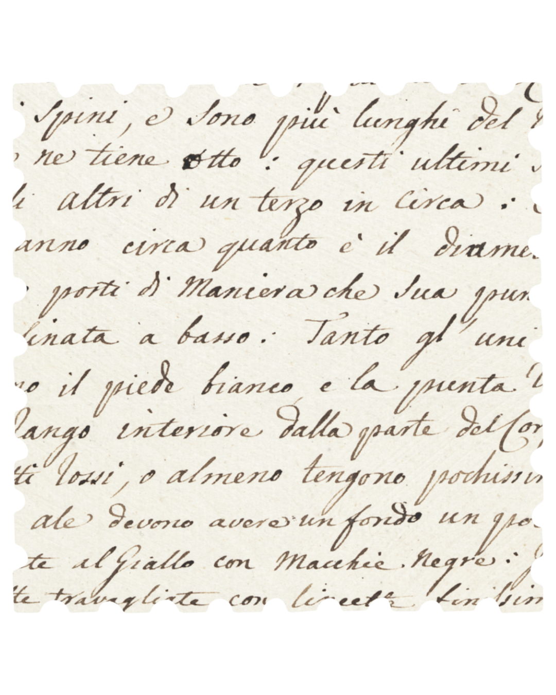 Handwritten Italian text in brown ink on aged paper showing elegant cursive script from an old manuscript.
