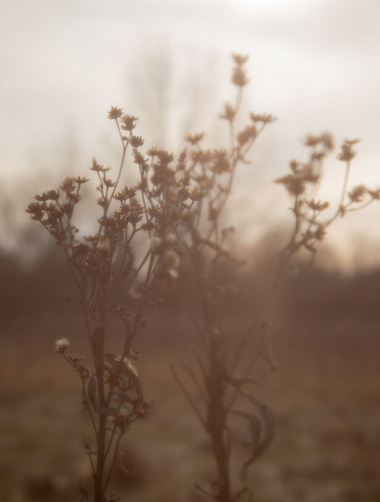 Dried wildflowers and bare branches in soft sepia tones against a misty, dreamy bokeh background in autumn.