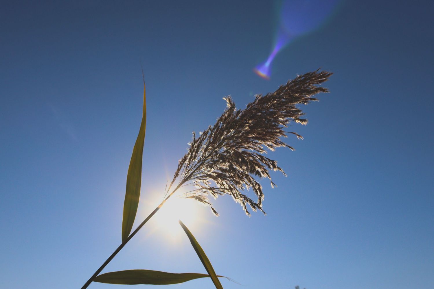A reed plant silhouetted against a clear blue sky with the sun shining behind it and a colorful lens flare.