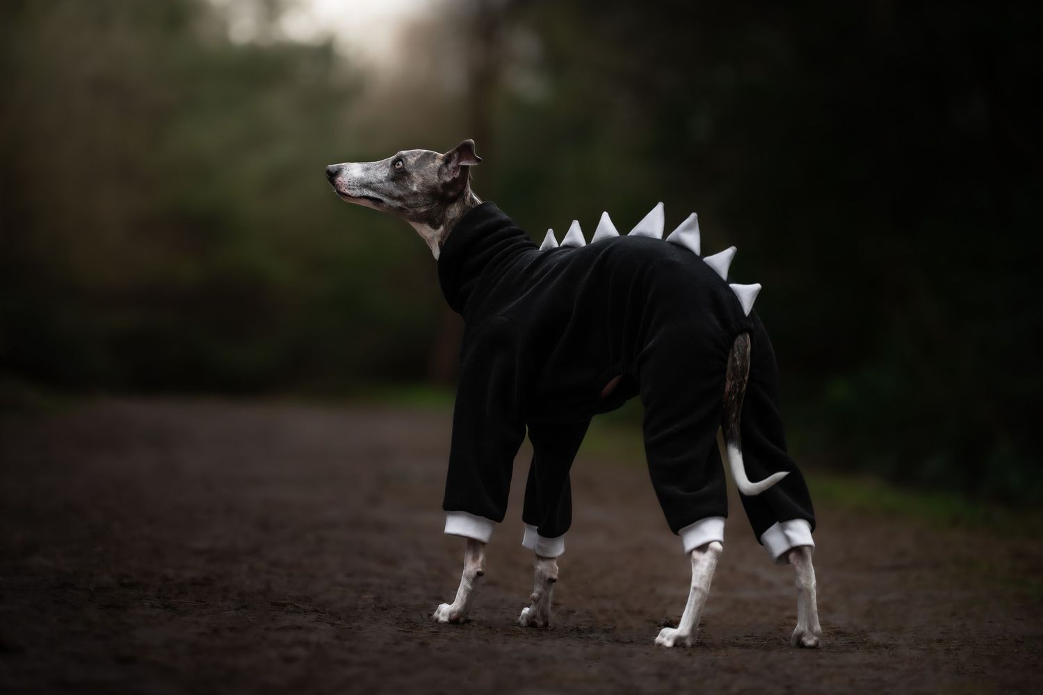 dog photographer, dog photography, king's lynn photographer, norfolk dog photoographer