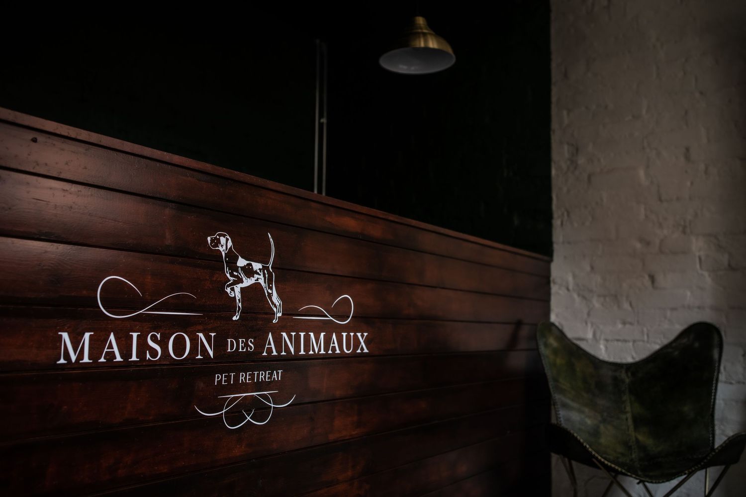 dog photographer, dog photography, king's lynn photographer, norfolk dog photoographer