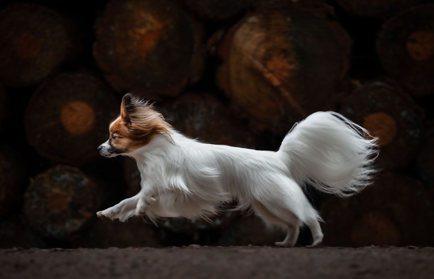 dog photographer, dog photography, king's lynn photographer, norfolk dog photoographer