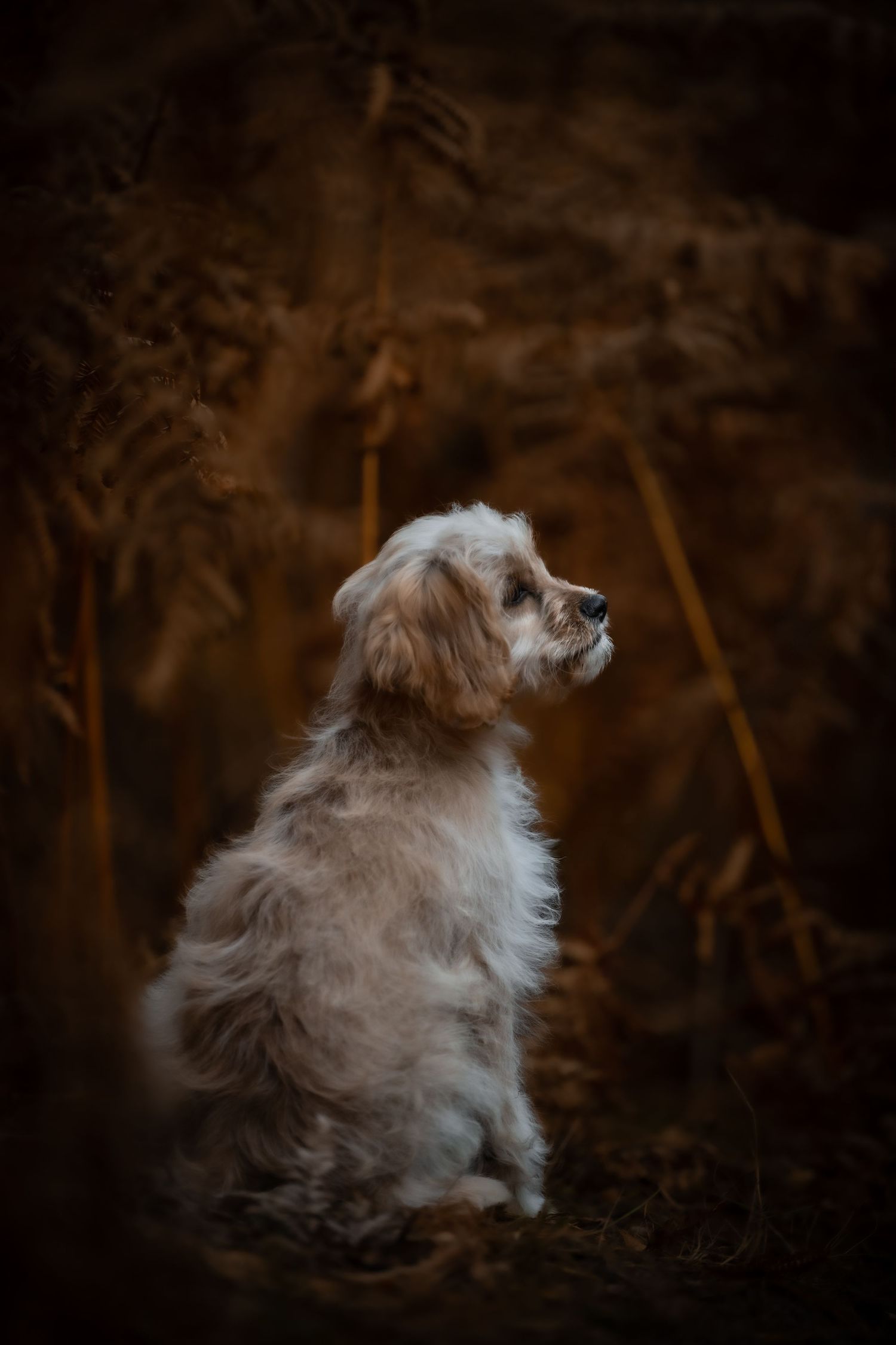 dog photographer, dog photography, king's lynn photographer, norfolk dog photoographer