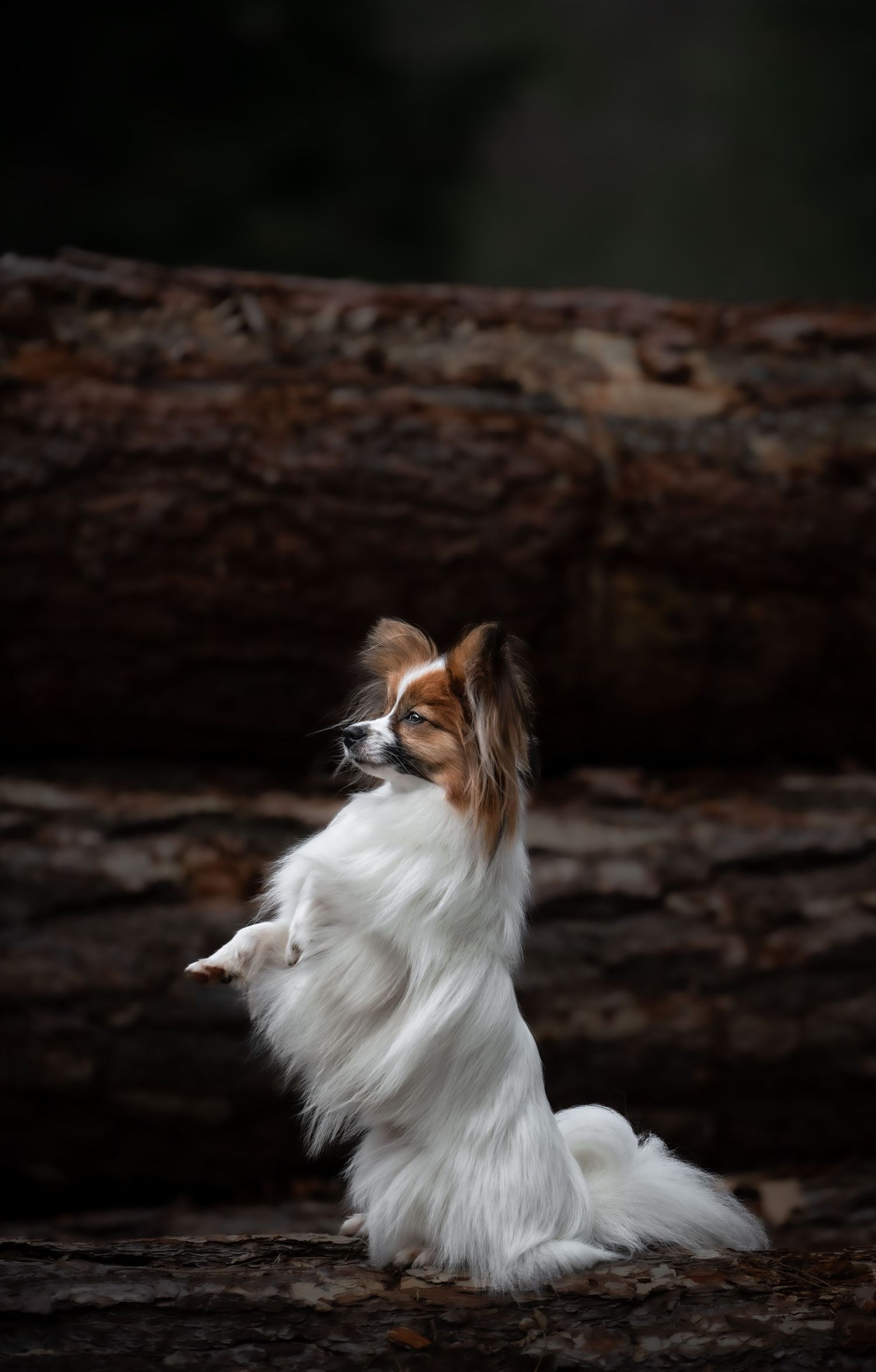 dog photographer, dog photography, king's lynn photographer, norfolk dog photoographer