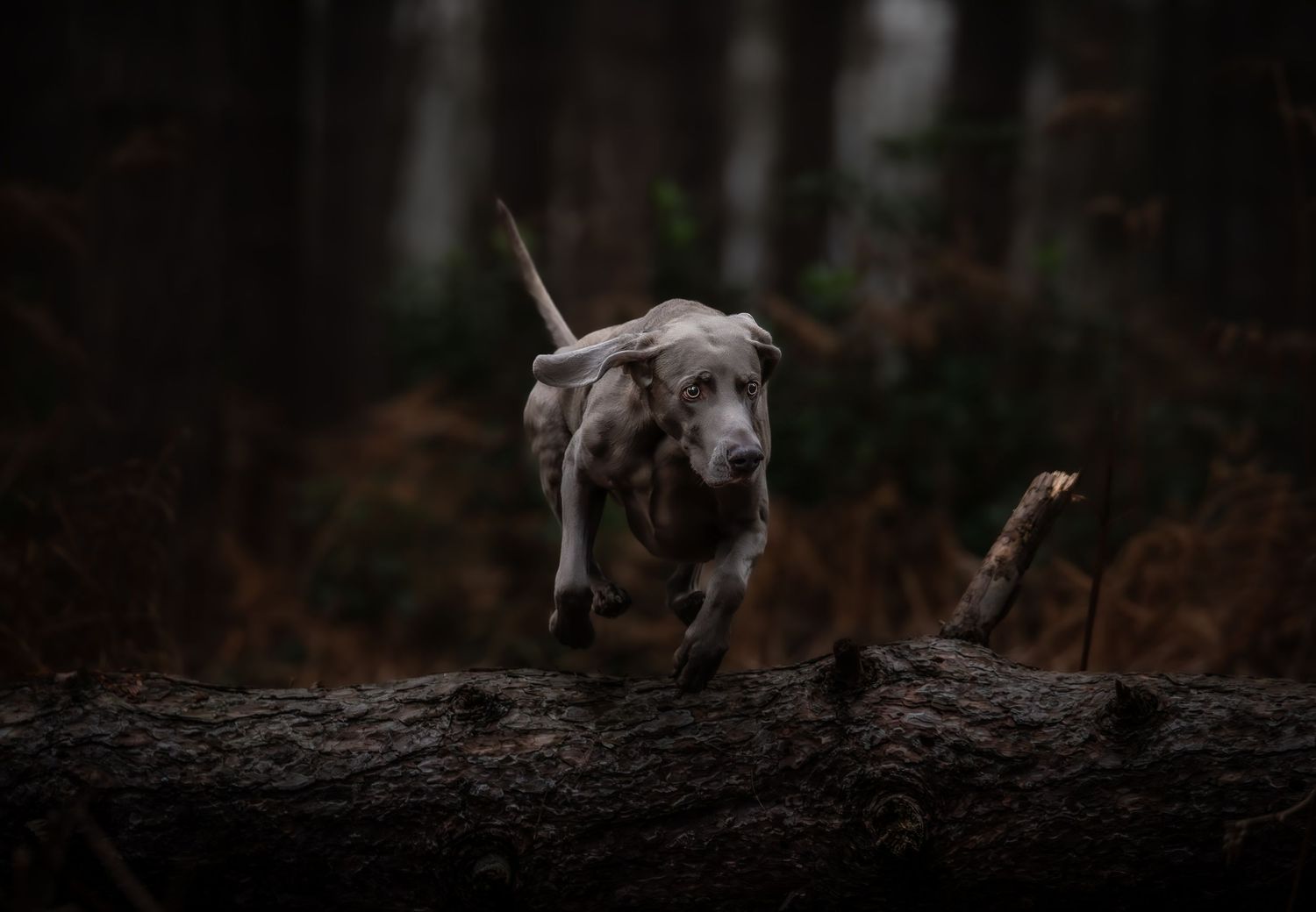 dog photographer, dog photography, king's lynn photographer, norfolk dog photoographer