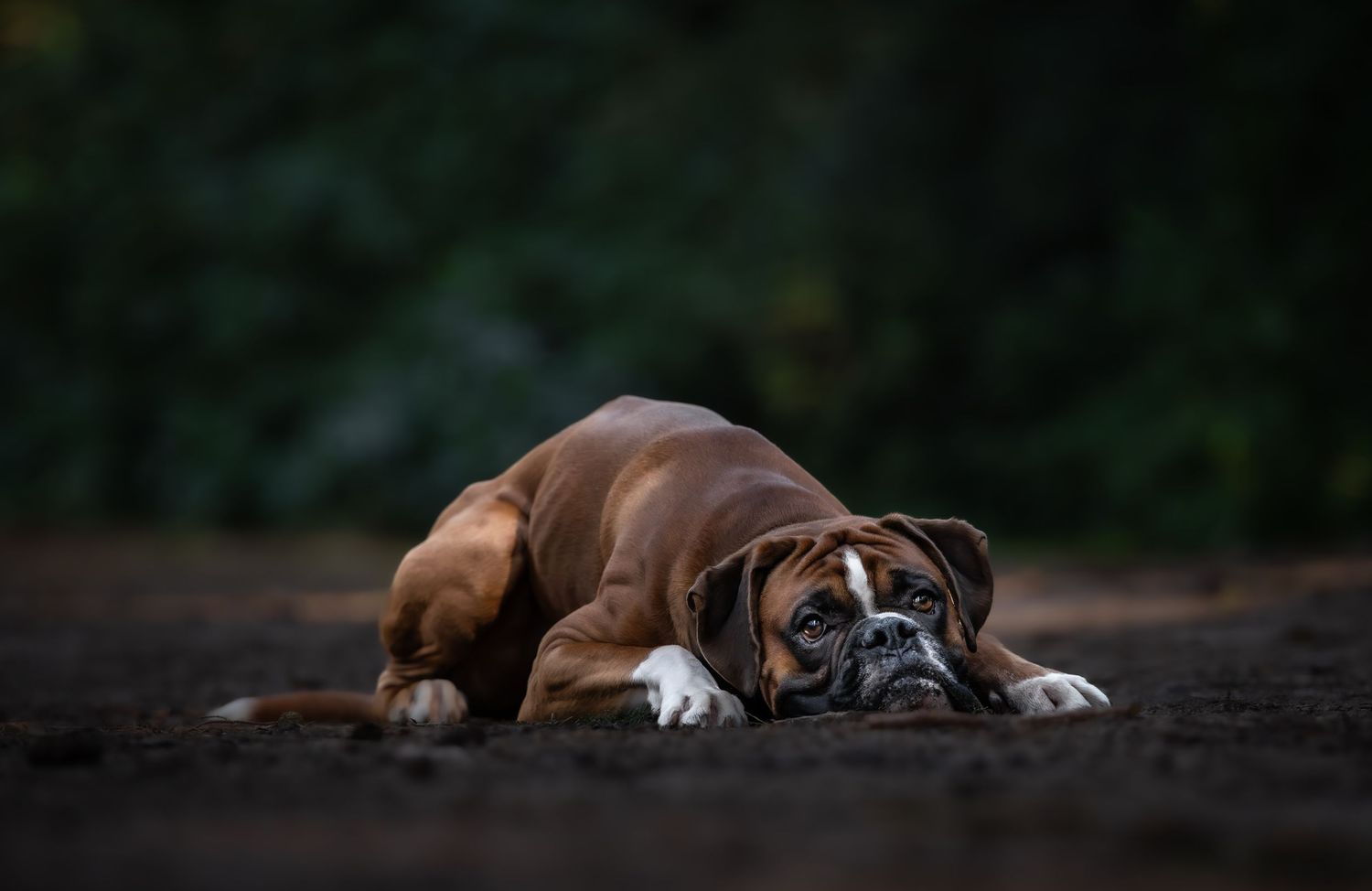 dog photographer, dog photography, king's lynn photographer, norfolk dog photoographer