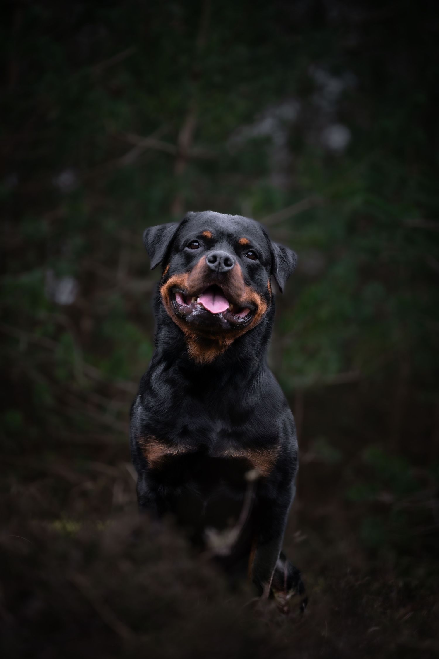 dog photographer, dog photography, king's lynn photographer, dog photographer, dog photography, king's lynn photogrnorfolk dog photoographer