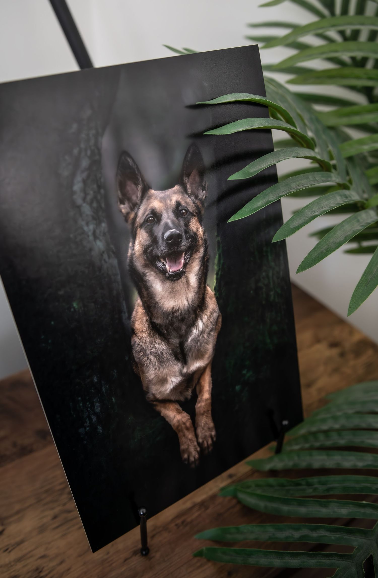 dog photographer, dog photography, king's lynn photographer, norfolk dog photoographer