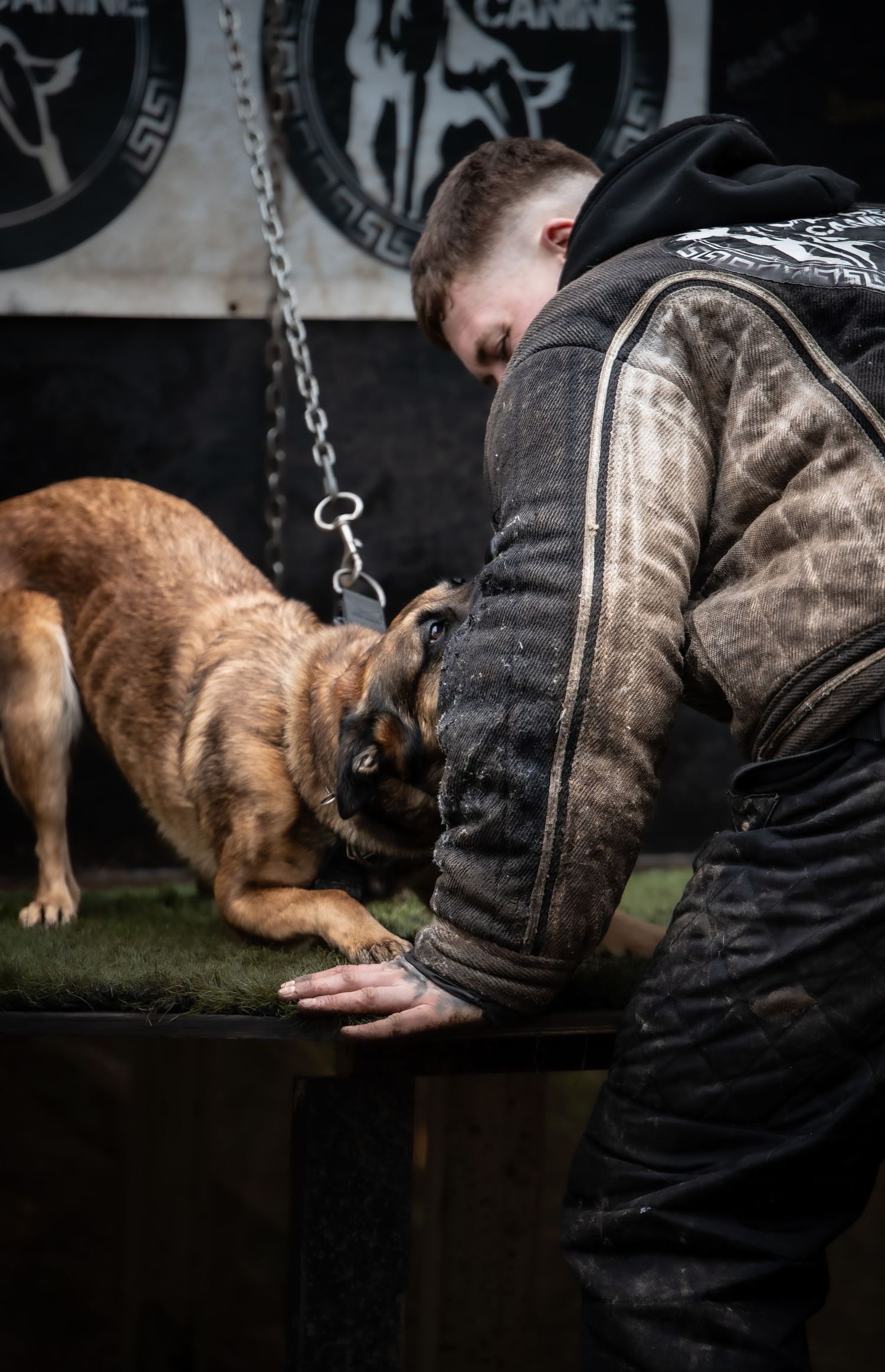 dog photographer, dog photography, king's lynn photographer, norfolk dog photoographer