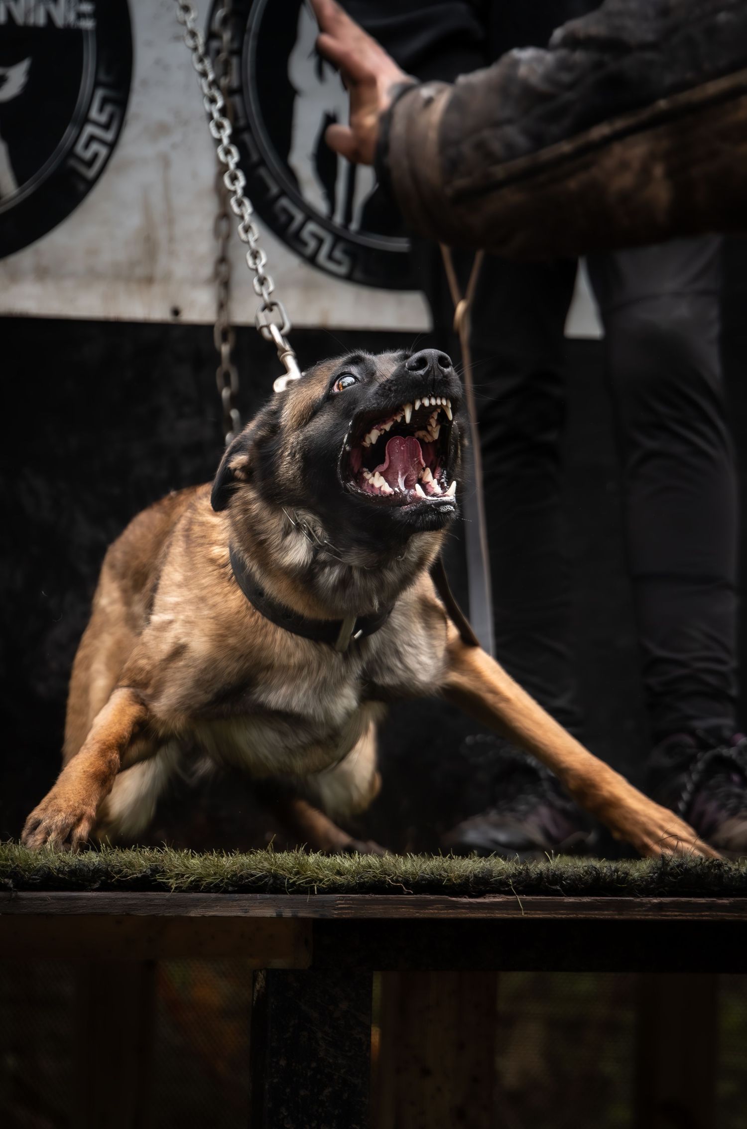 dog photographer, dog photography, king's lynn photographer, norfolk dog photoographer