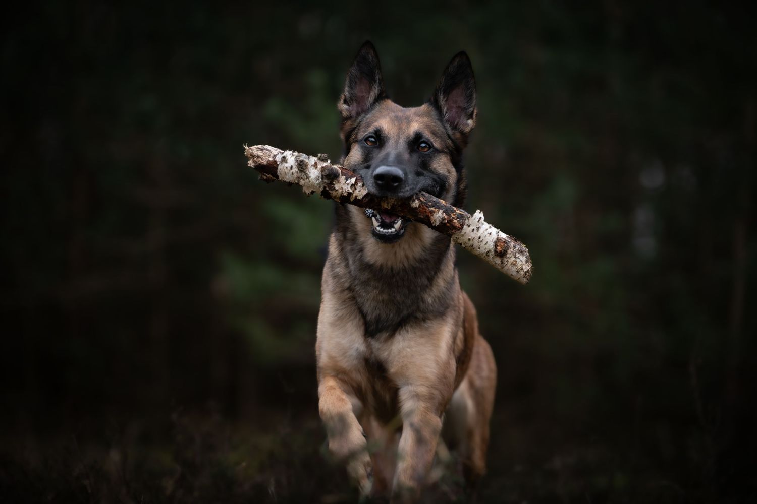 dog photographer, dog photography, king's lynn photographer, norfolk dog photoographer