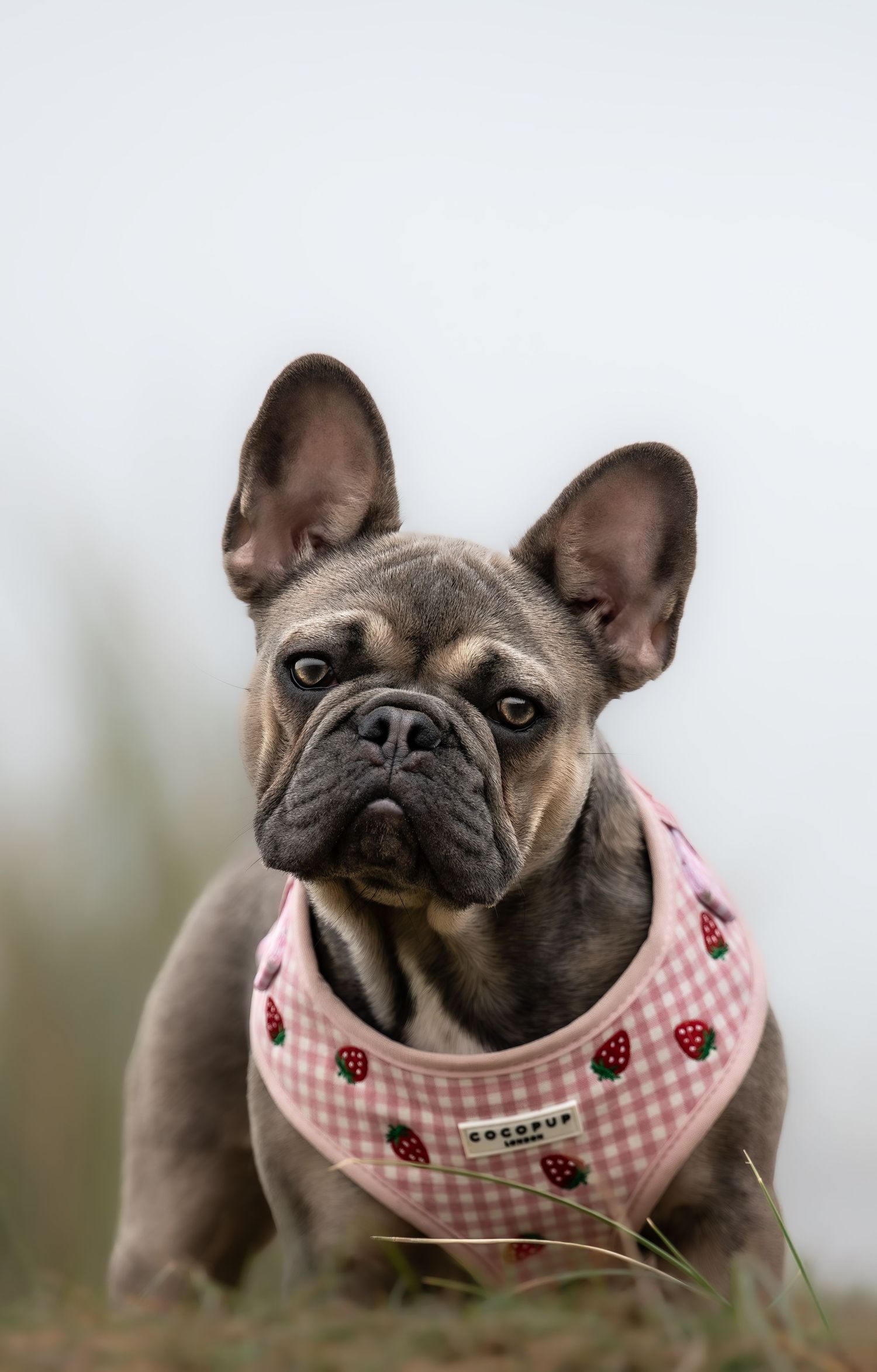 dog photographer, dog photography, king's lynn photographer, norfolk dog photoographer