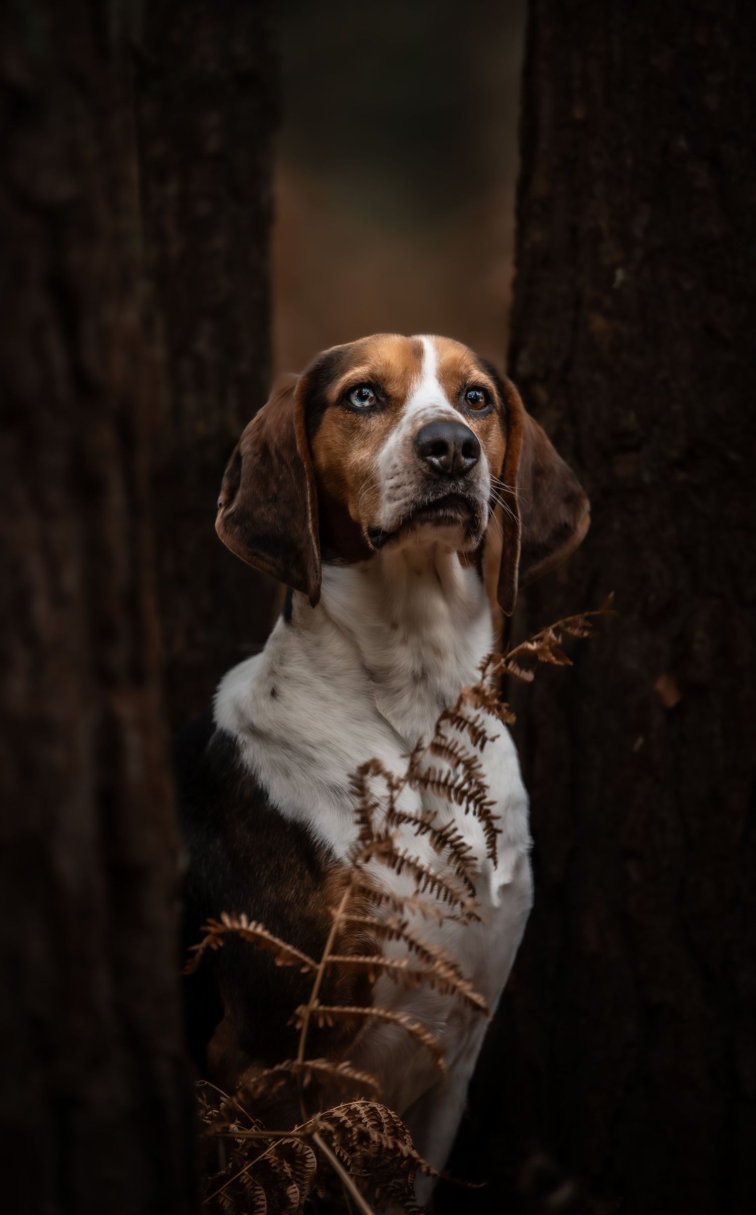 dog photographer, dog photography, king's lynn photographer, norfolk dog photoographer