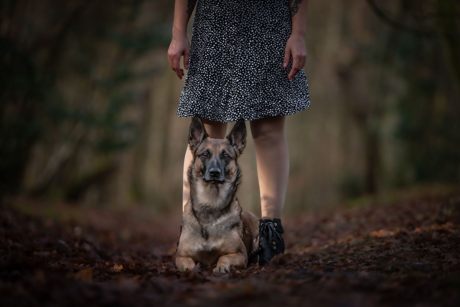 dog photographer, dog photography, king's lynn photographer, norfolk dog photoographer