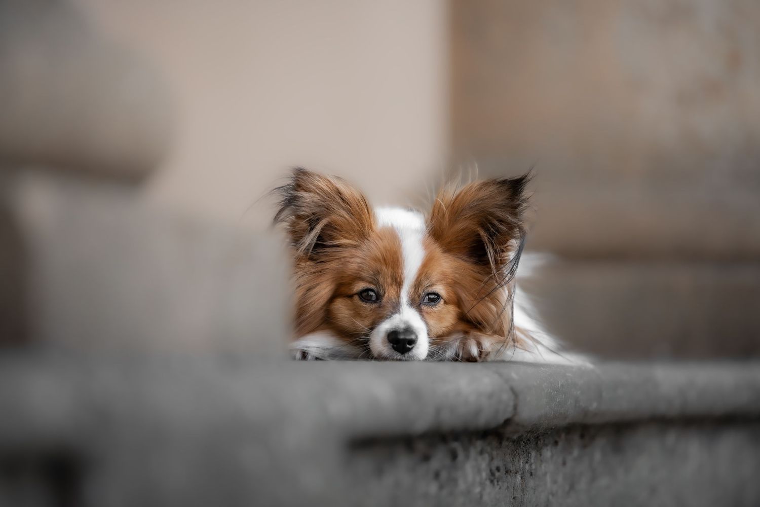 dog photographer, dog photography, king's lynn photographer, norfolk dog photoographer
