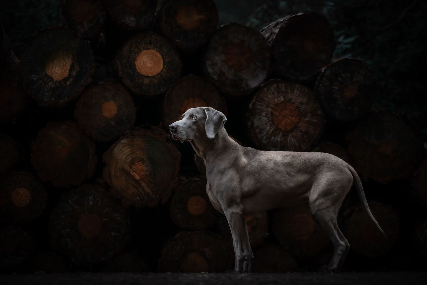 dog photographer, dog photography, king's lynn photographer, norfolk dog photoographer