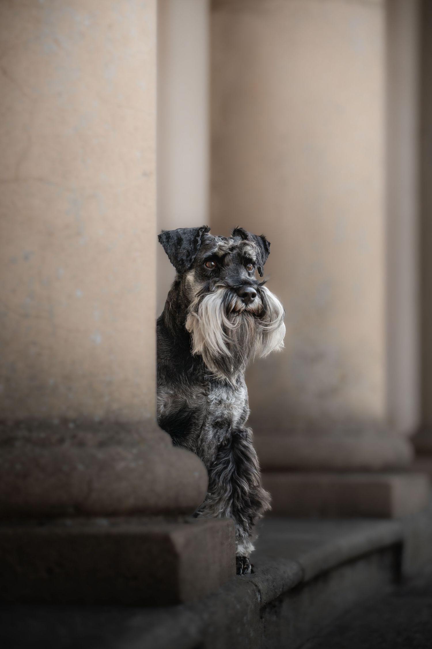 dog photographer, dog photography, king's lynn photographer, norfolk dog photoographer