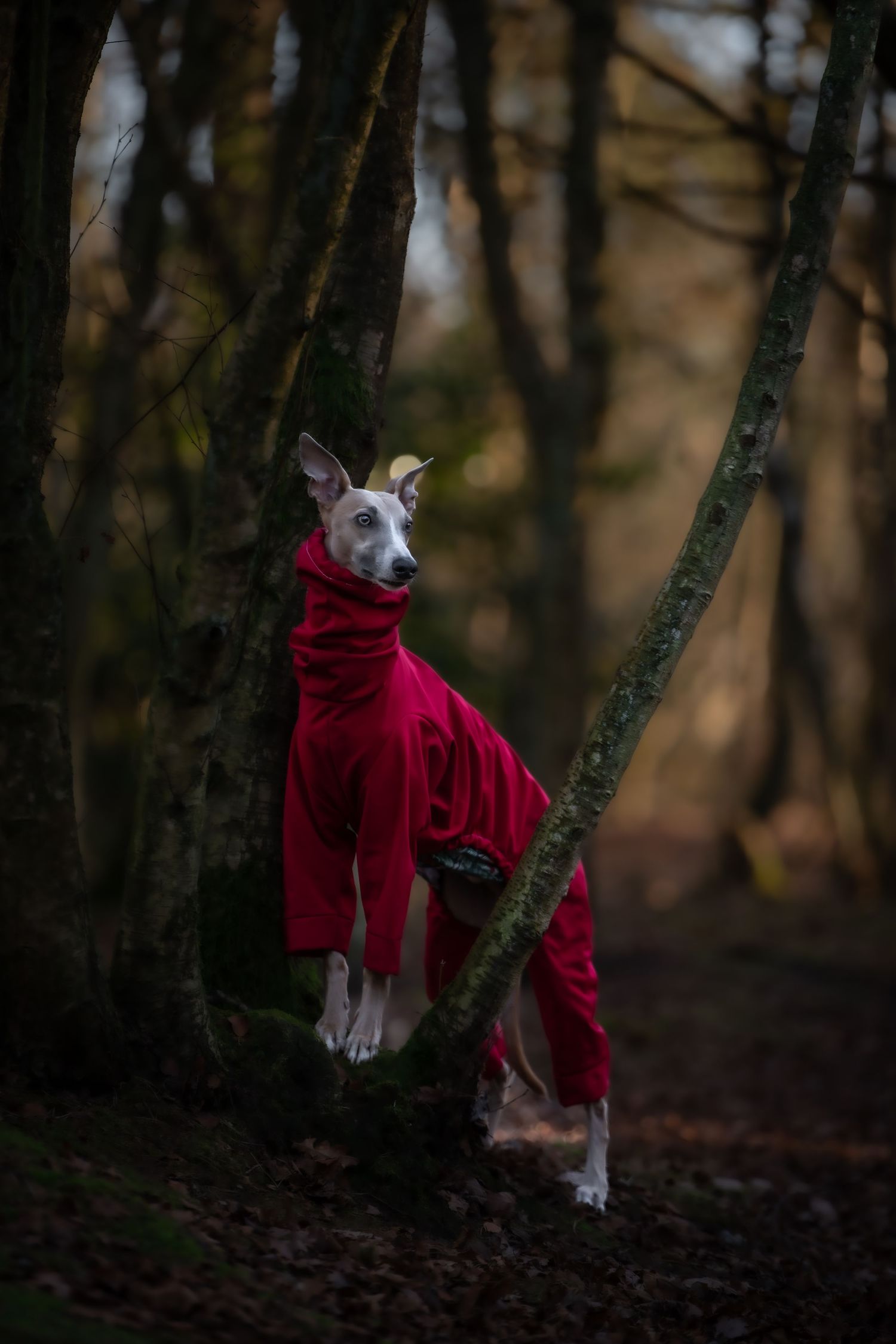 dog photographer, dog photography, king's lynn photographer, norfolk dog photoographer