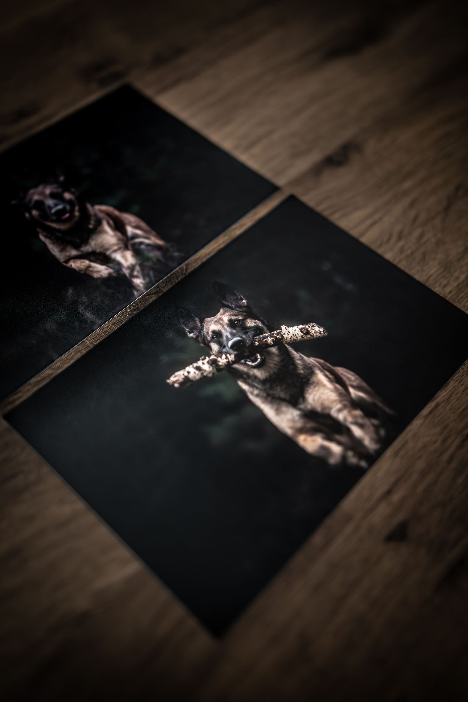 dog photographer, dog photography, king's lynn photographer, norfolk dog photoographer