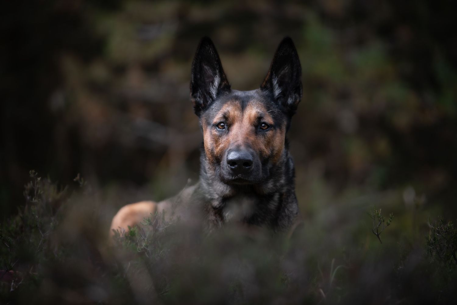 dog photographer, dog photography, king's lynn photographer, norfolk dog photoographer