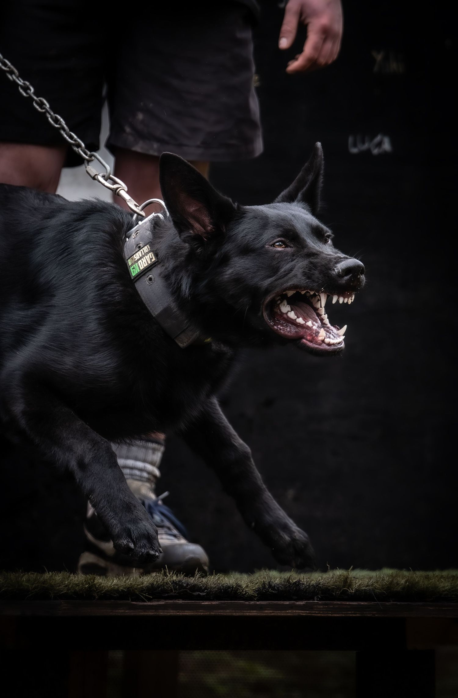 dog photographer, dog photography, king's lynn photographer, norfolk dog photoographer