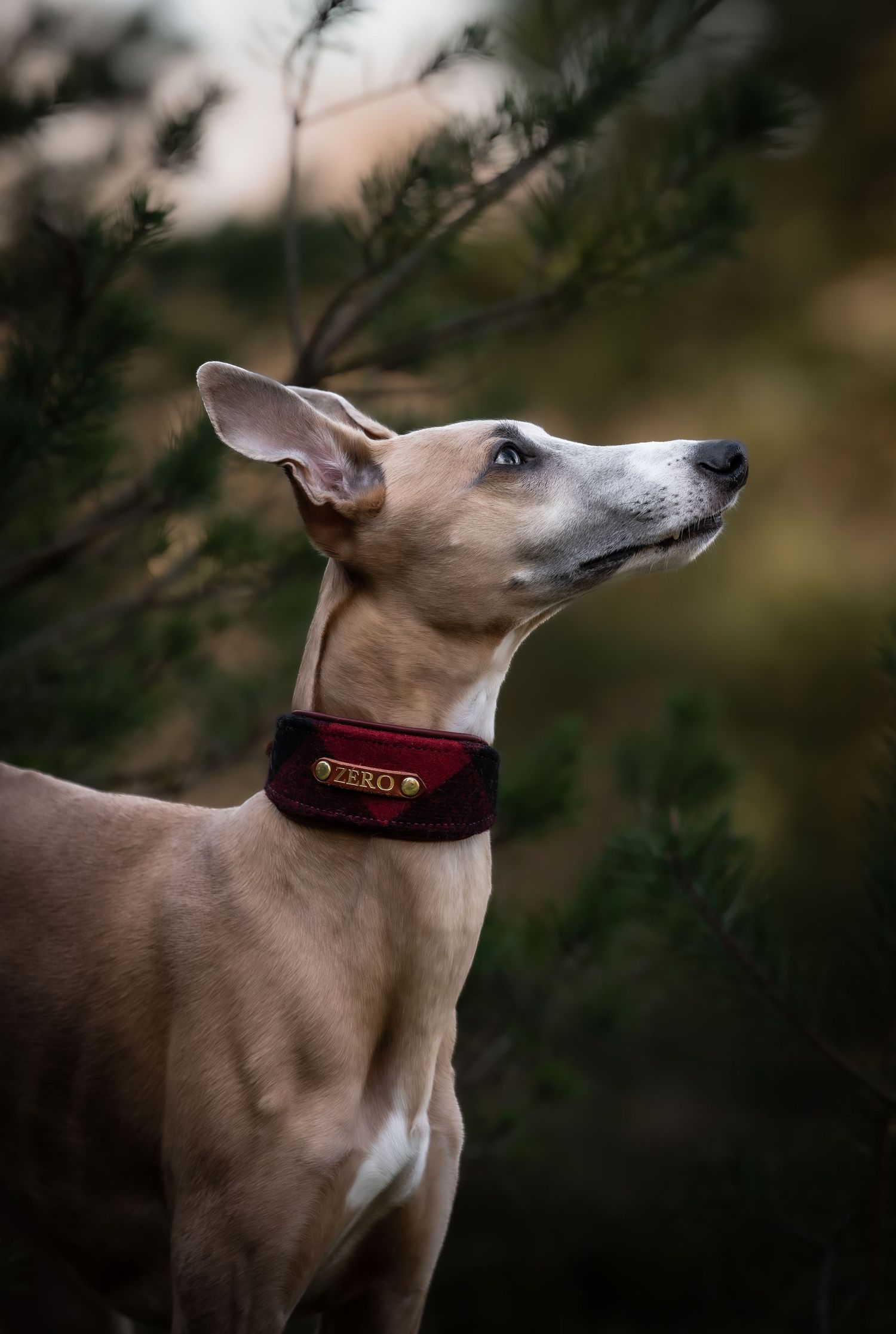 dog photographer, dog photography, king's lynn photographer, norfolk dog photoographer