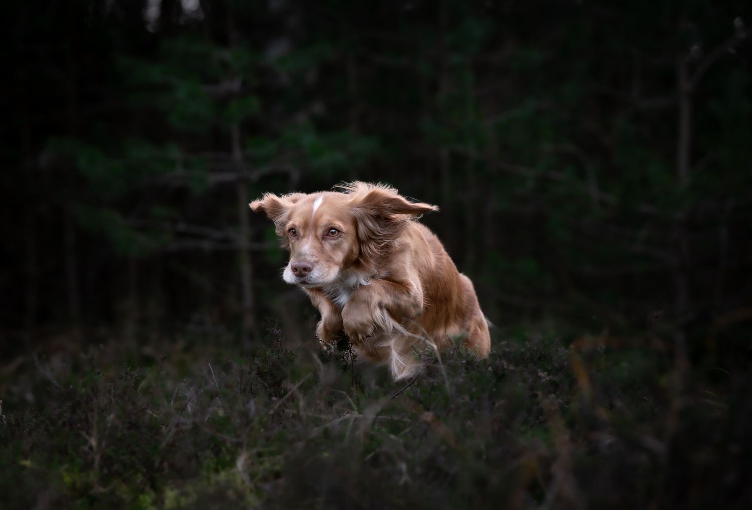dog photographer, dog photography, king's lynn photographer, norfolk dog photoographer