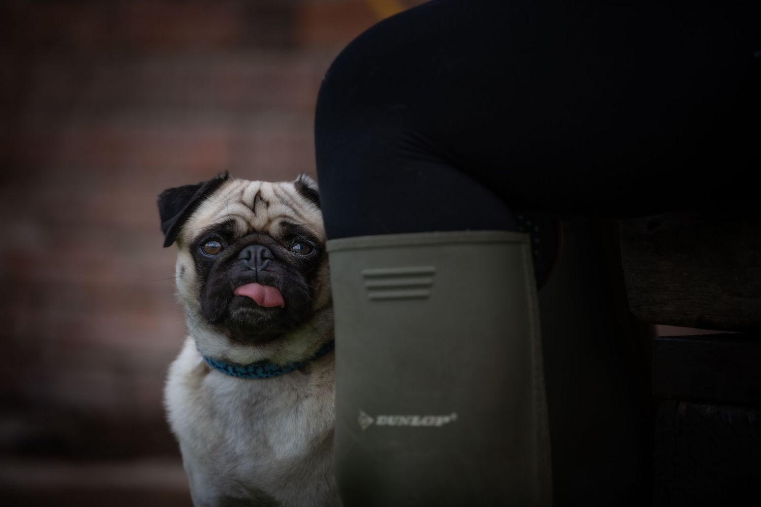 dog photographer, dog photography, king's lynn photographer, norfolk dog photoographer