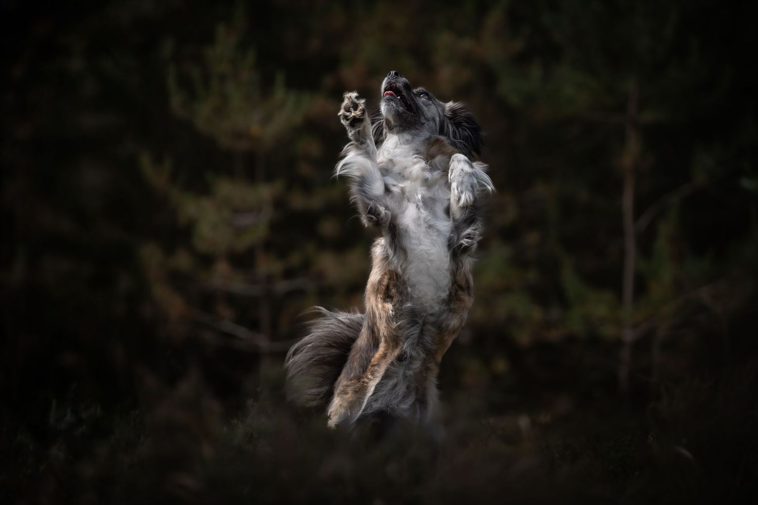 dog photographer, dog photography, king's lynn photographer, norfolk dog photoographer