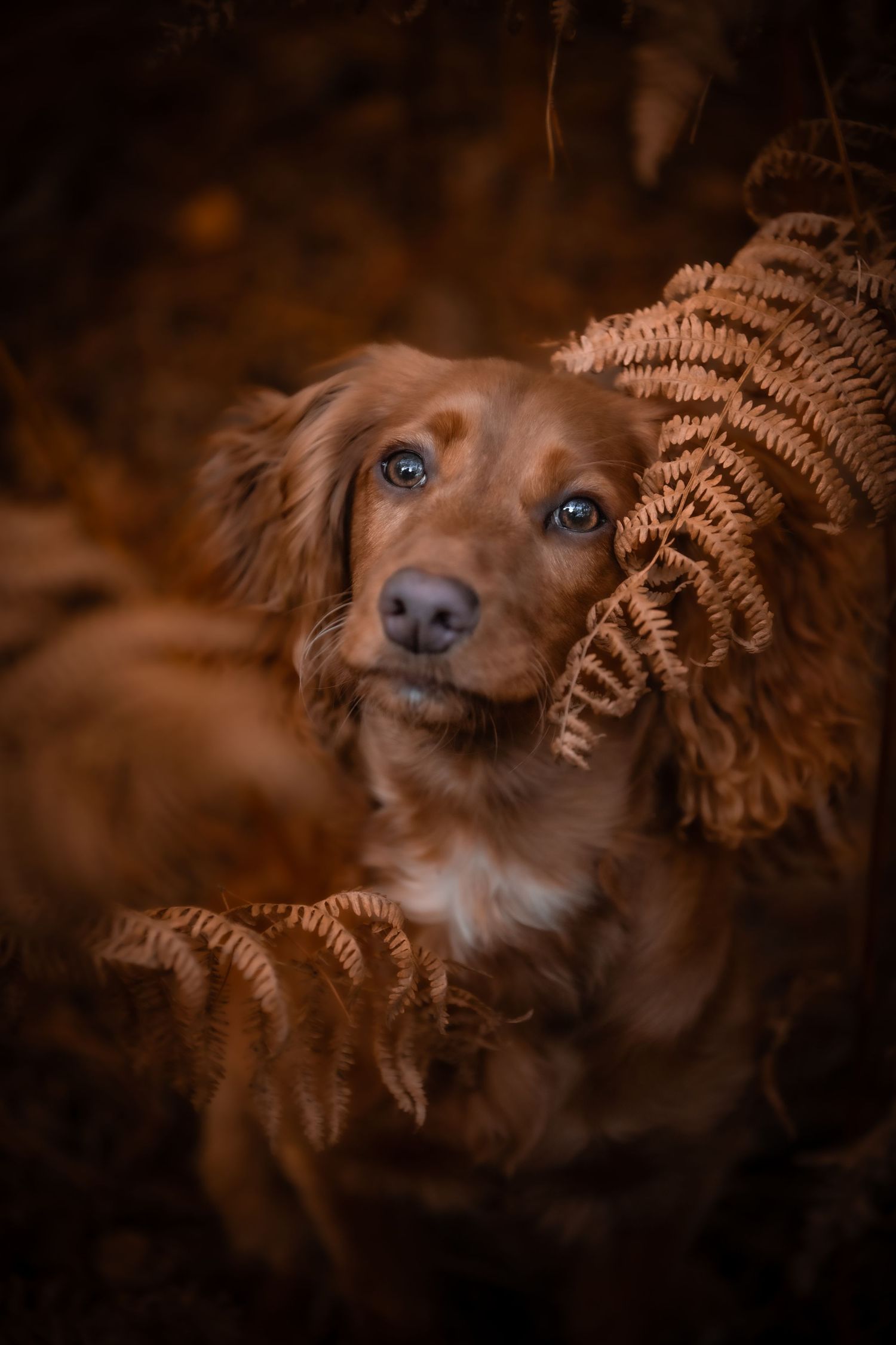 dog photographer, dog photography, king's lynn photographer, norfolk dog photoographer