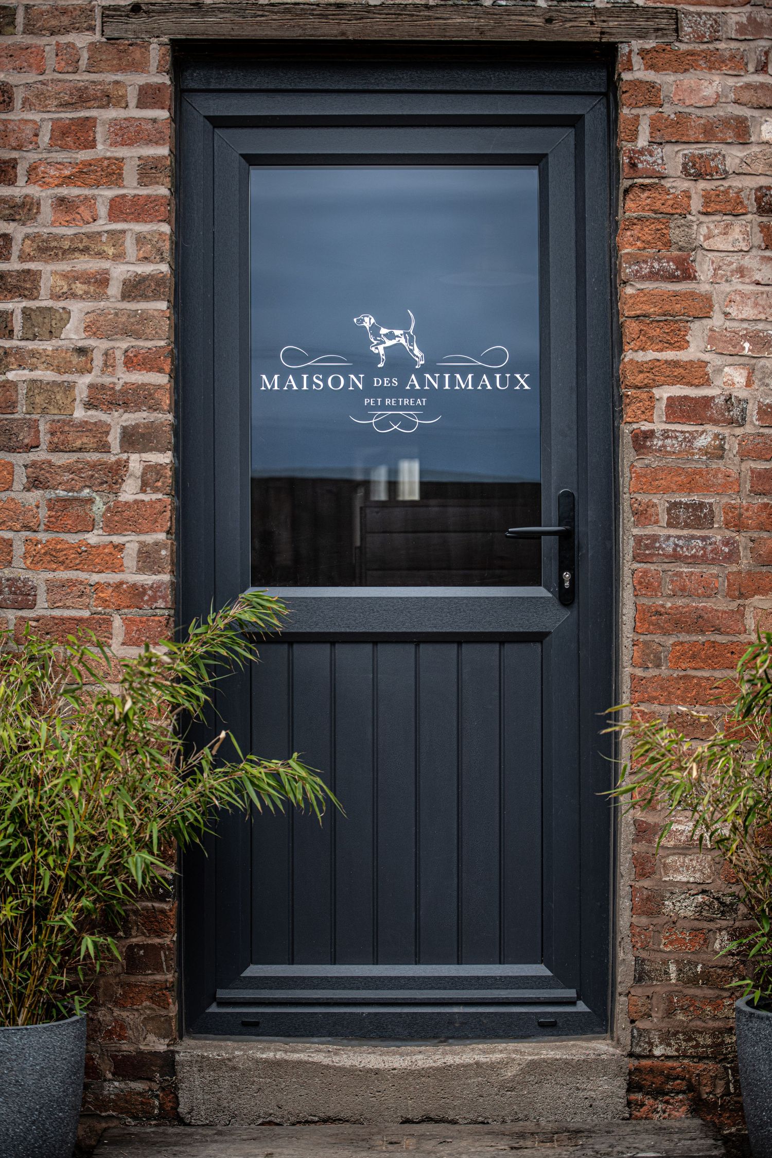 dog photographer, dog photography, king's lynn photographer, norfolk dog photoographer