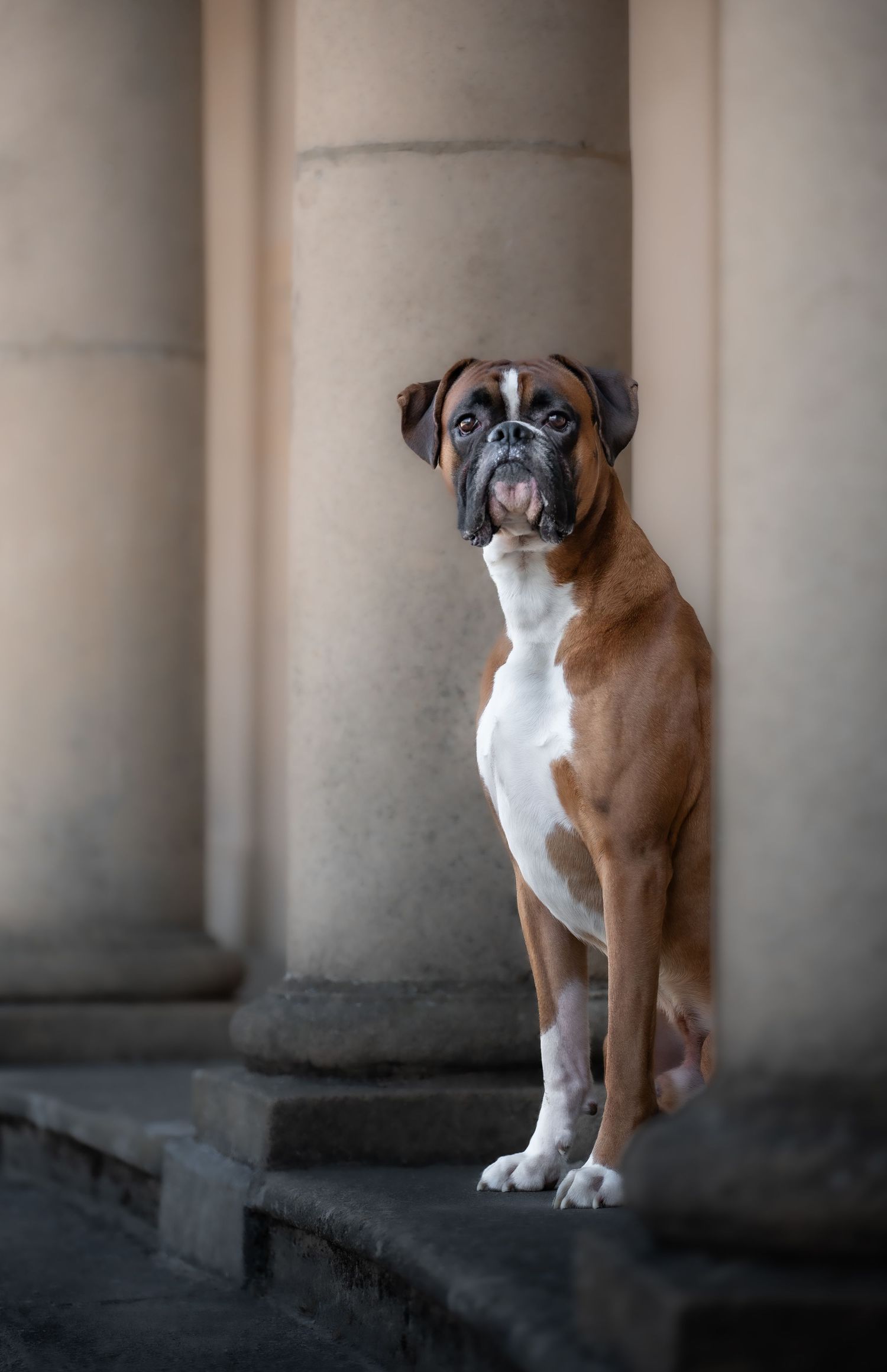 dog photographer, dog photography, king's lynn photographer, norfolk dog photoographer