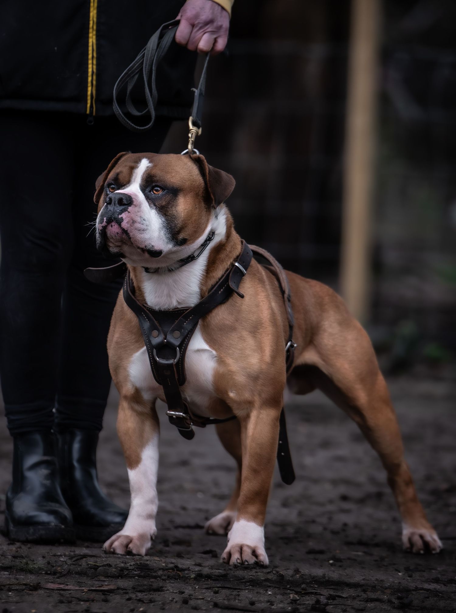 dog photographer, dog photography, king's lynn photographer, norfolk dog photoographer