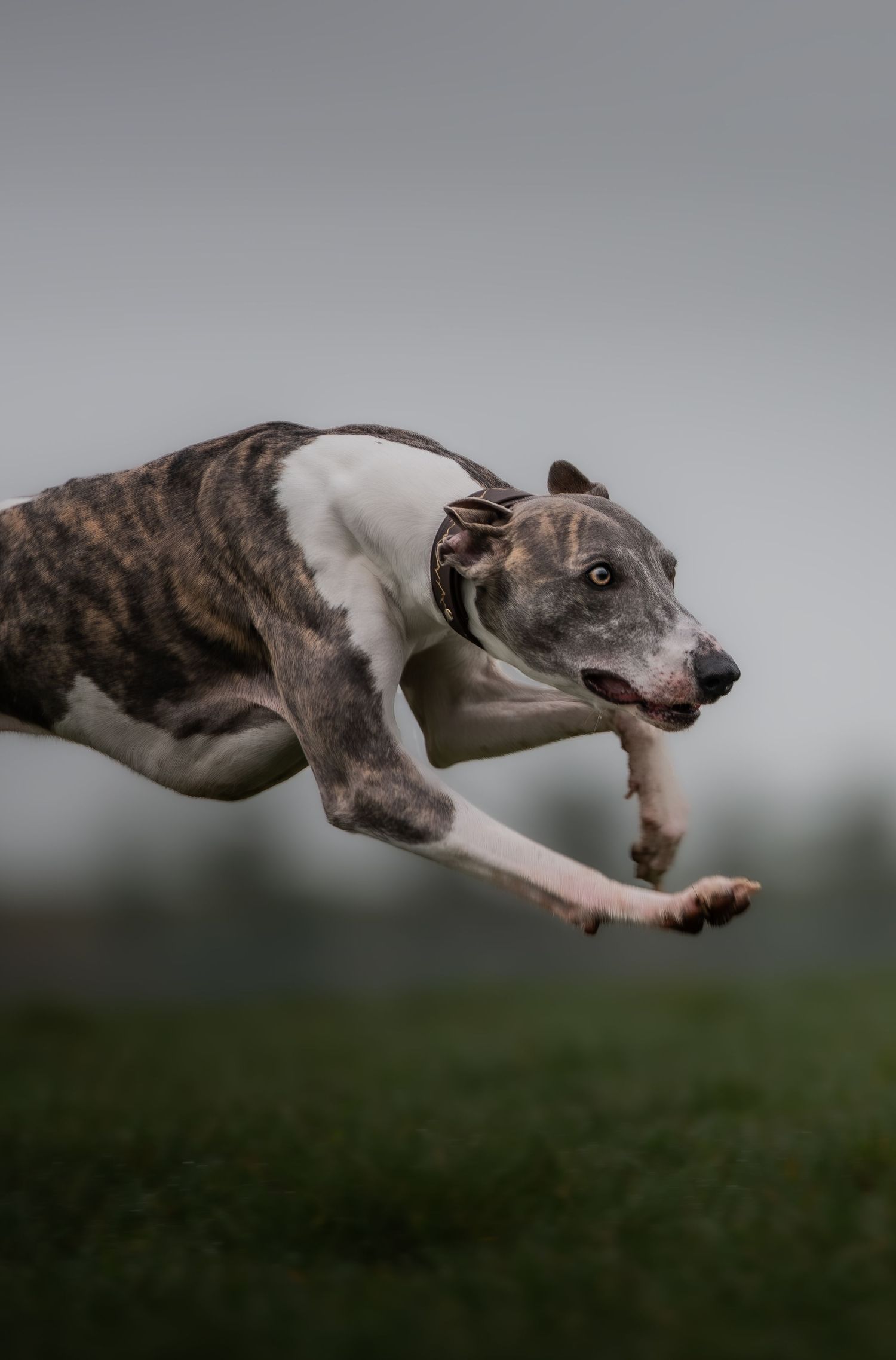 dog photographer, dog photography, king's lynn photographer, norfolk dog photoographer